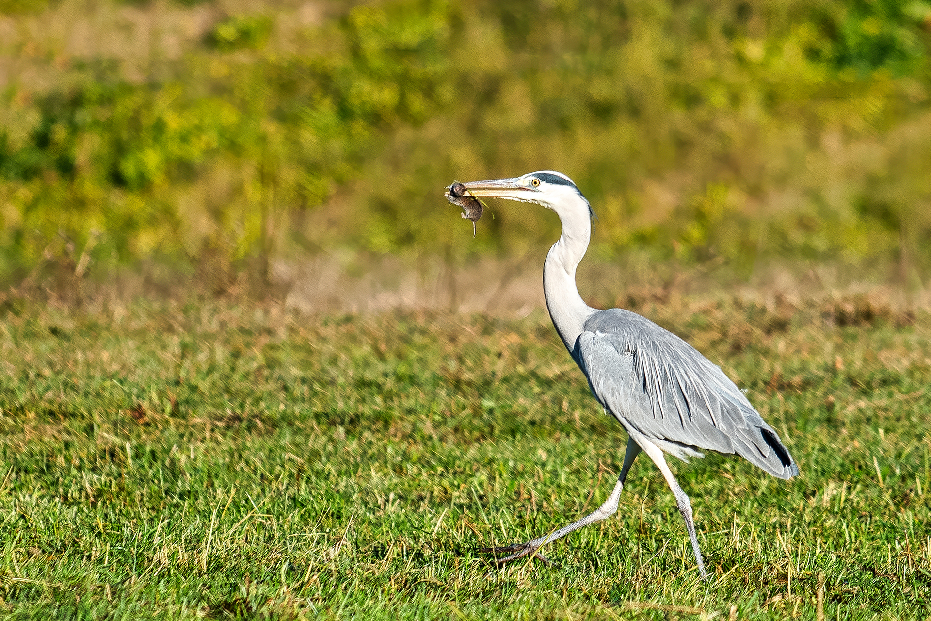 Grey Heron with Small Mole