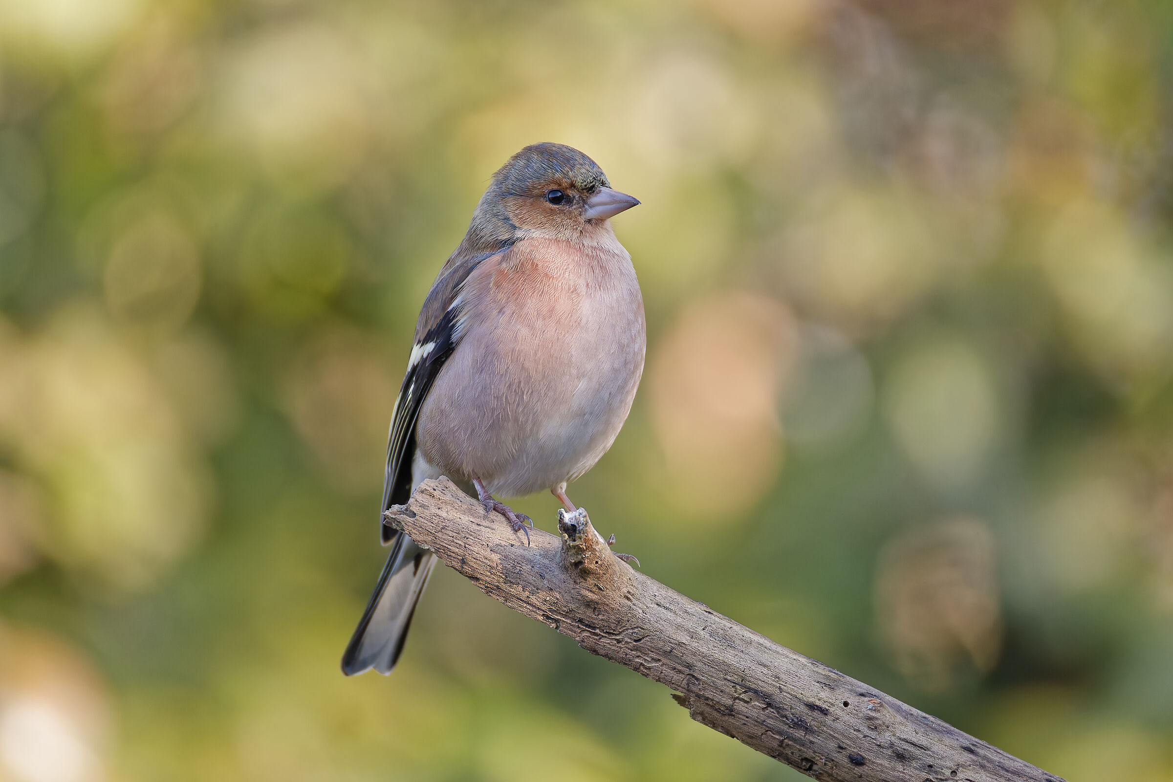 Chaffinch m.