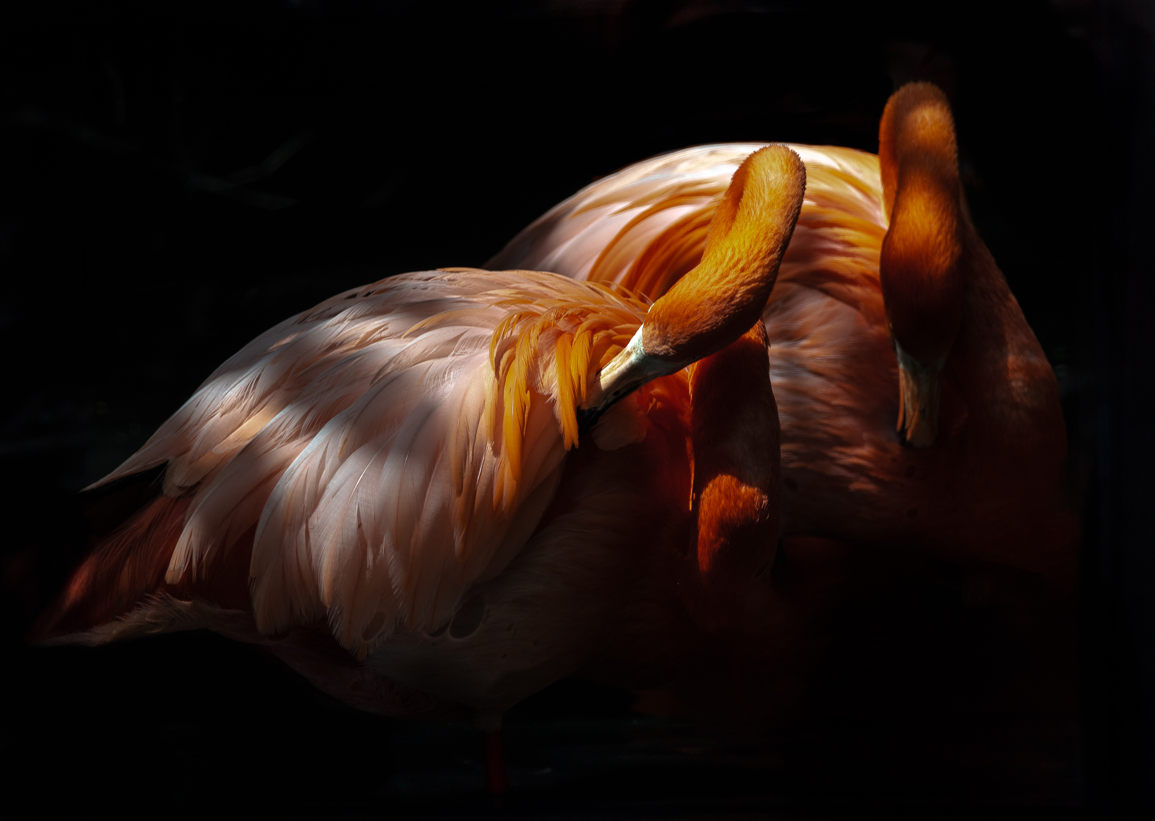 Flamingoes