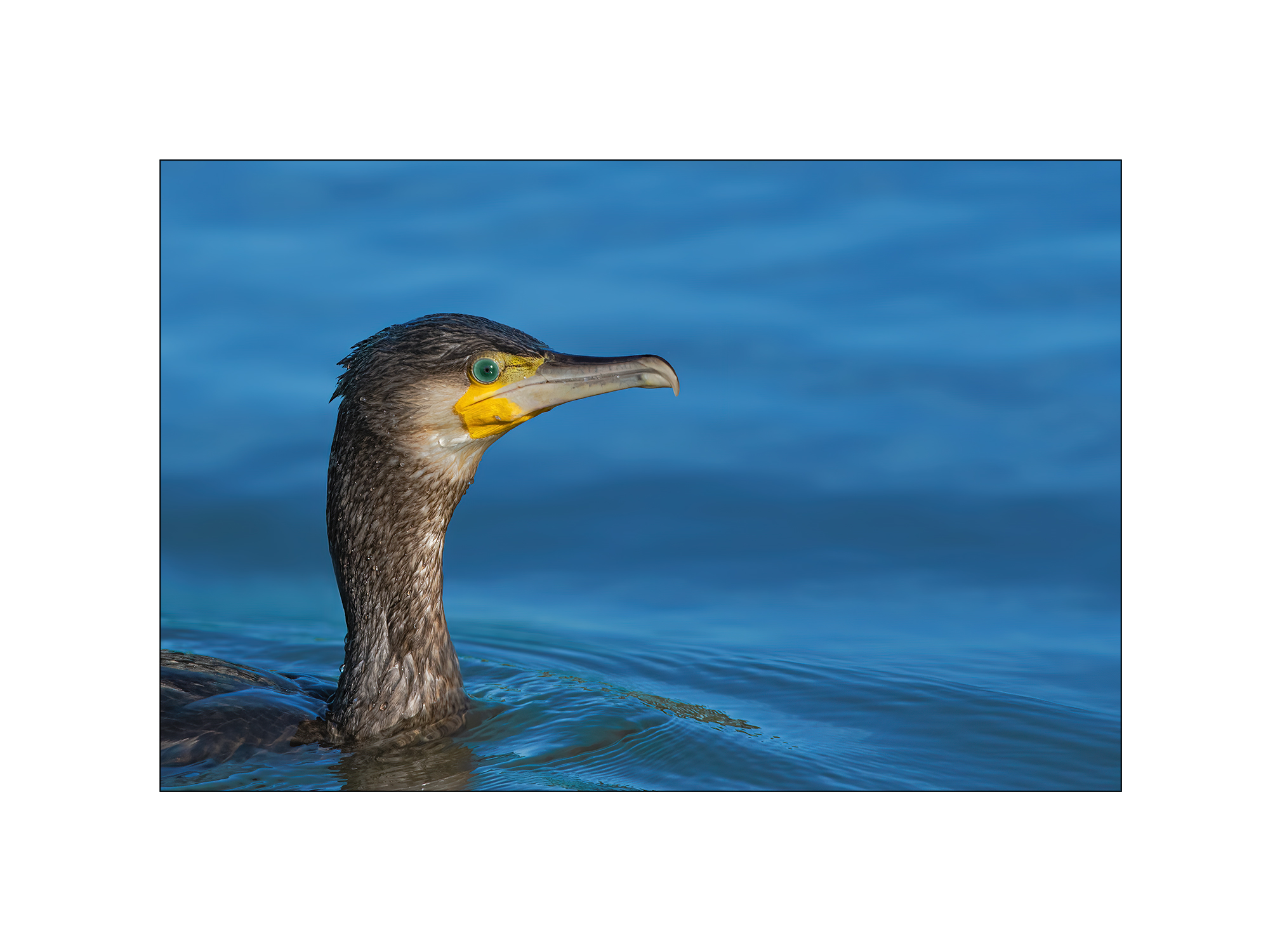 Cormorano