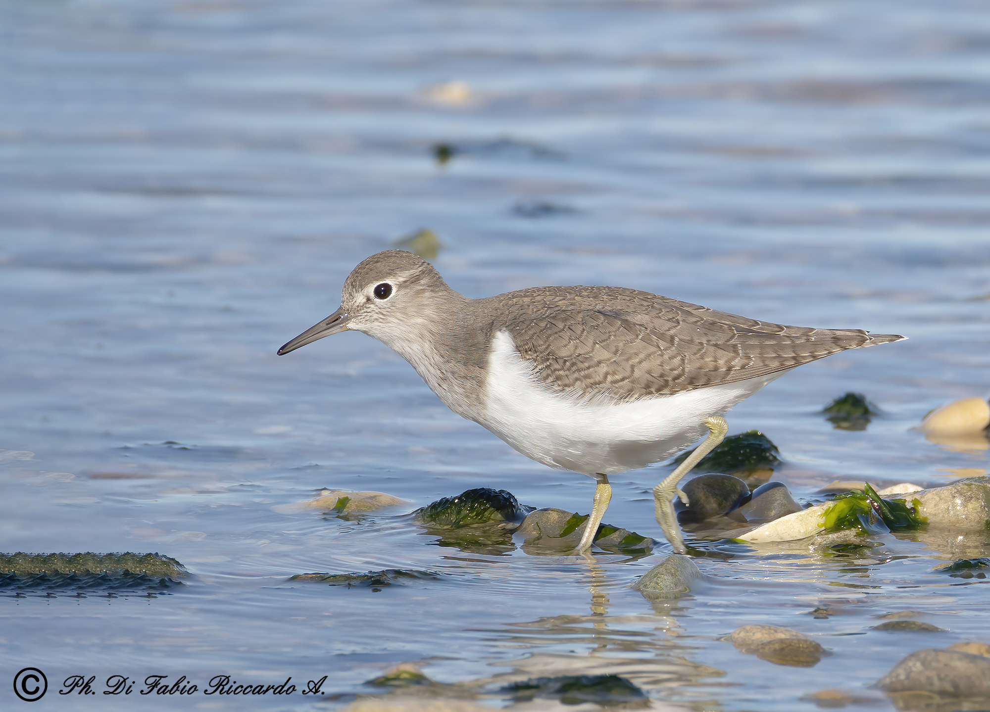 Small Sandpiper