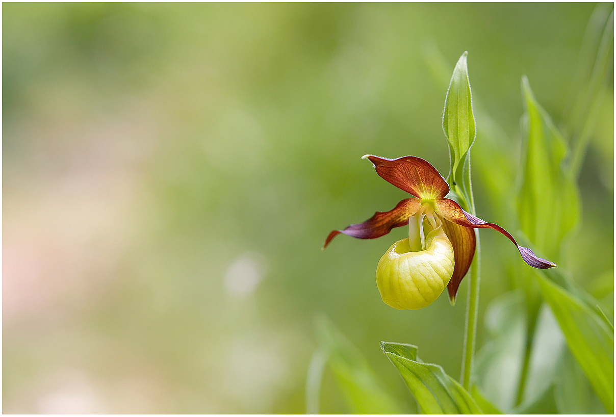 Lady's Slipper