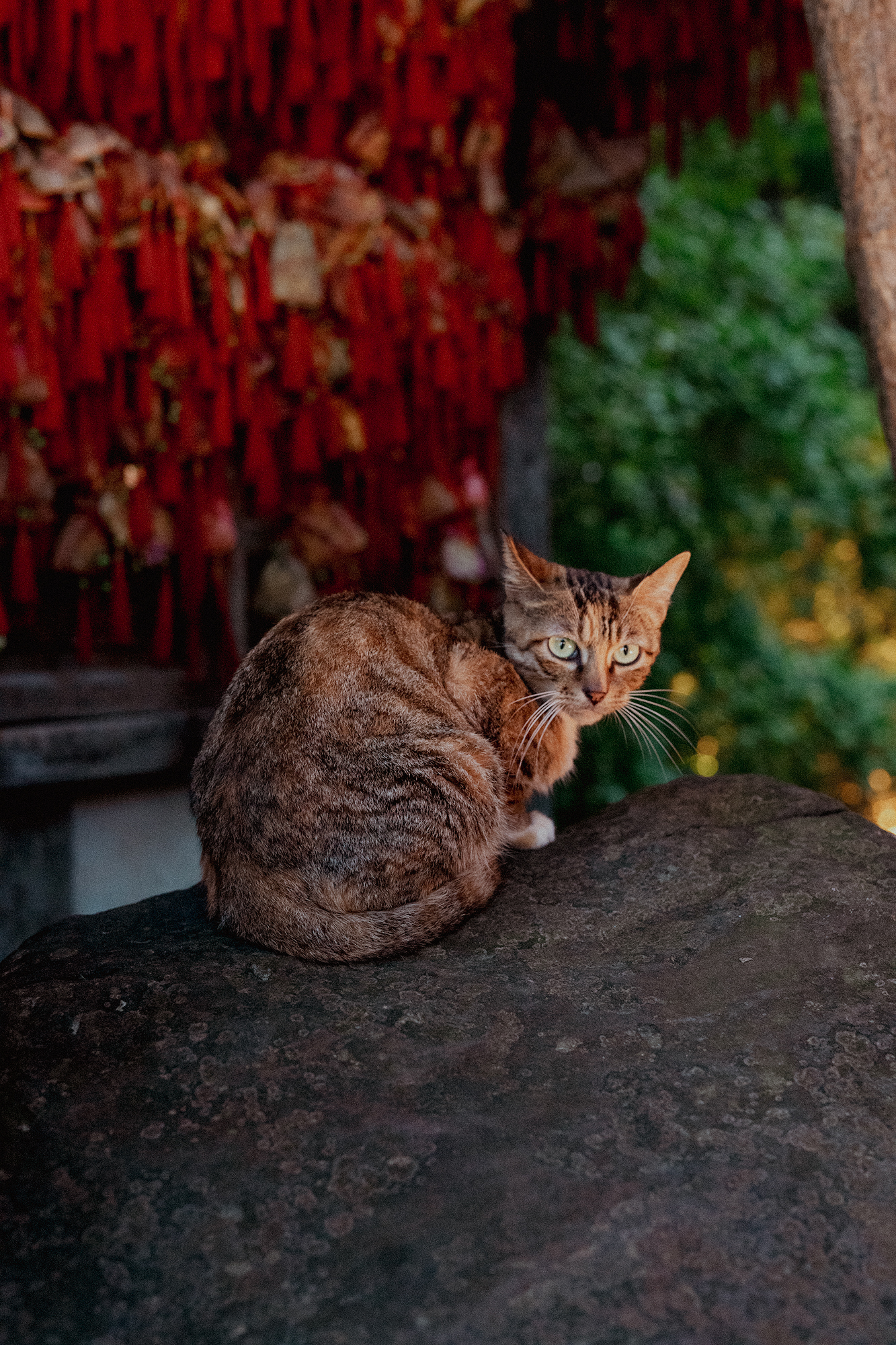 A Chinese cat