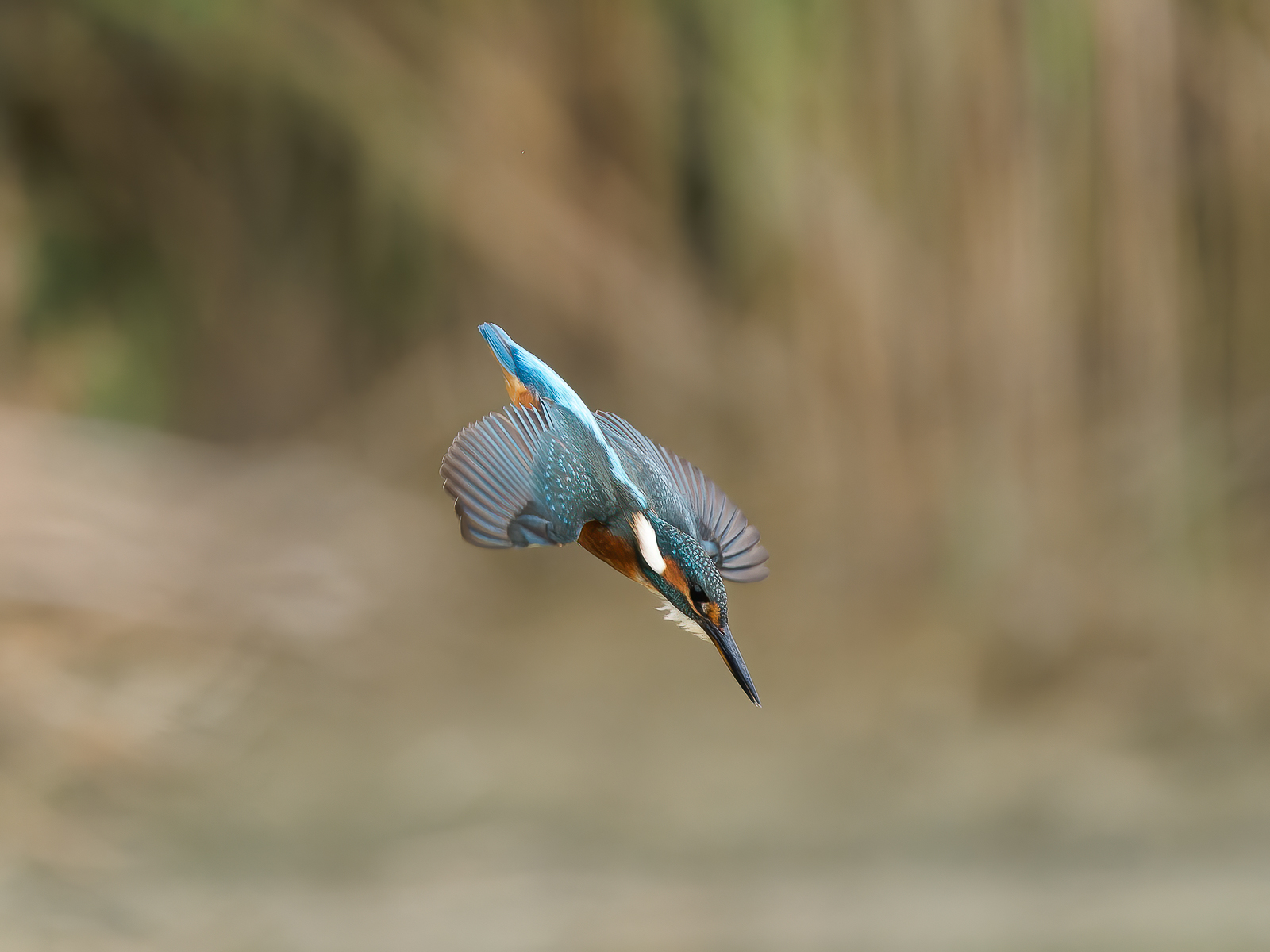 Kingfisher