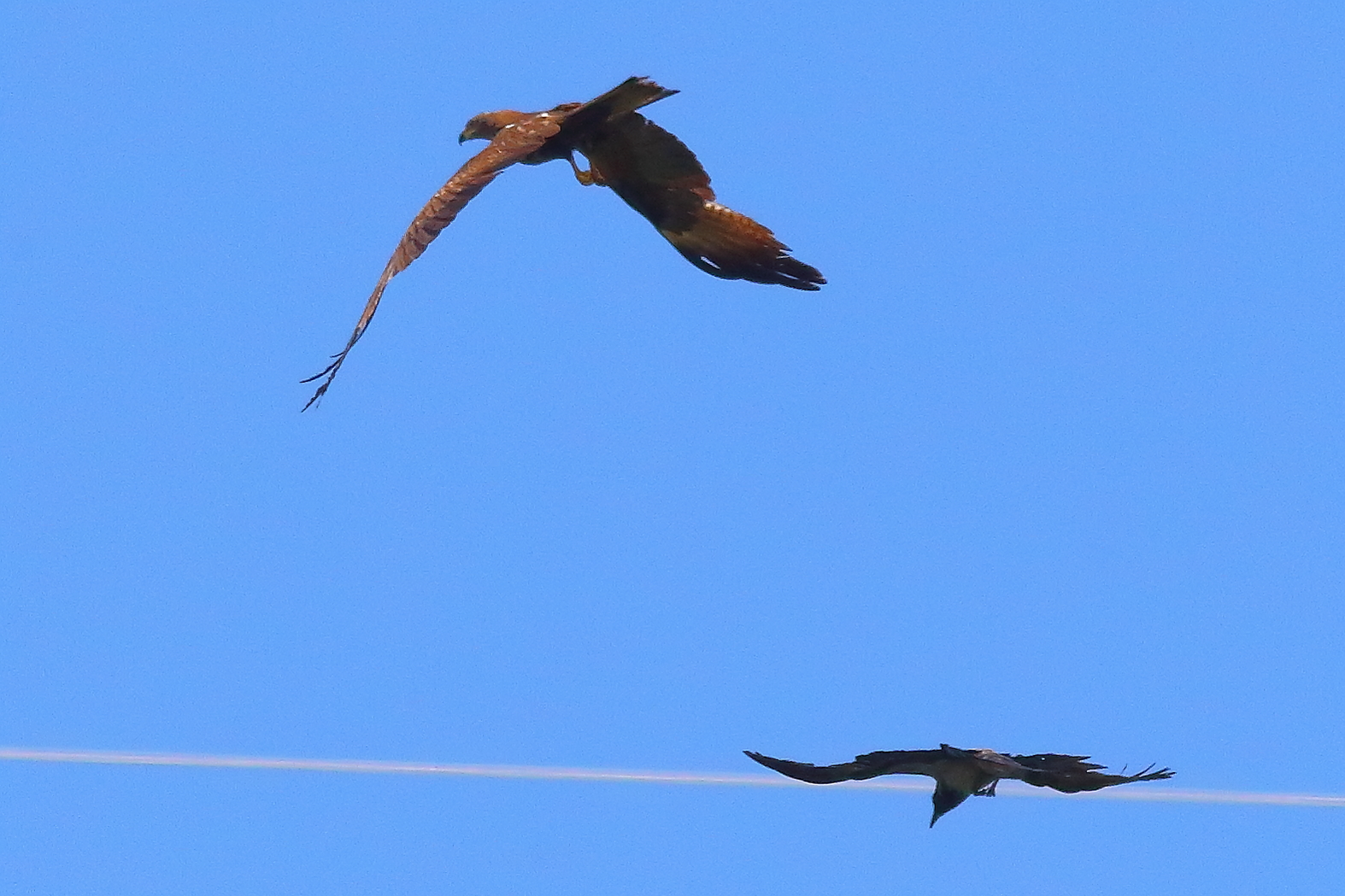 Nibbio bruno 10 giugno 2024 - 9460