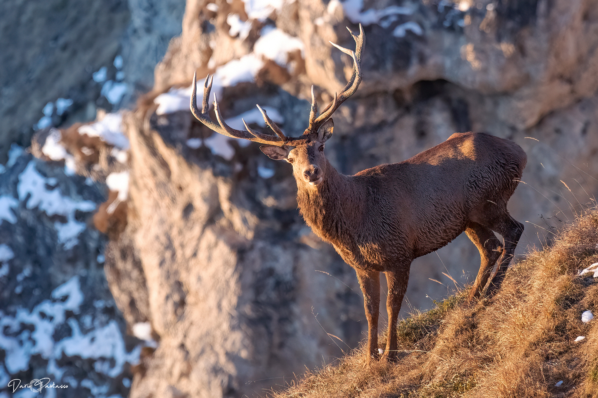 Winter sunrise on deer