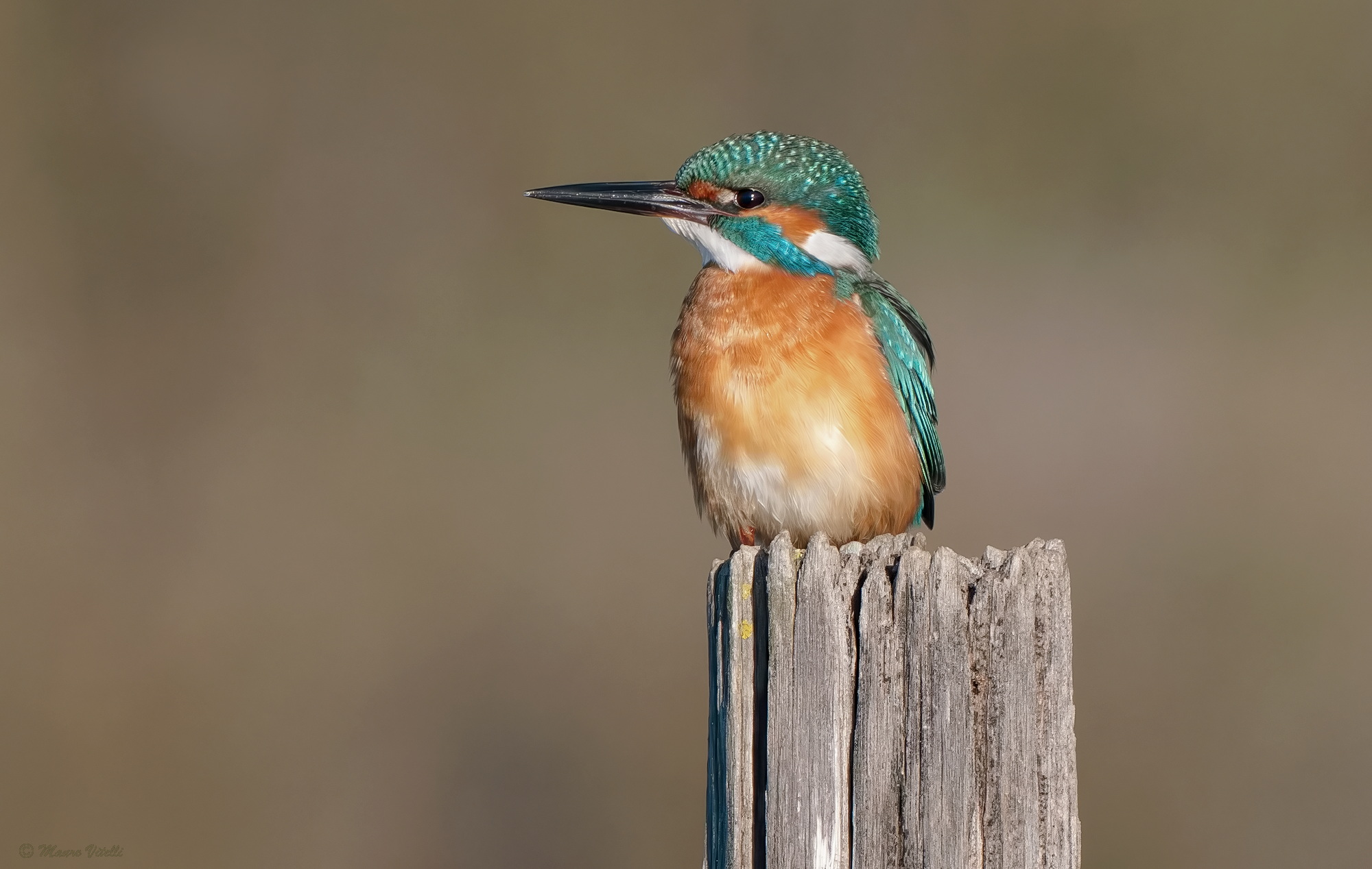 Kingfisher