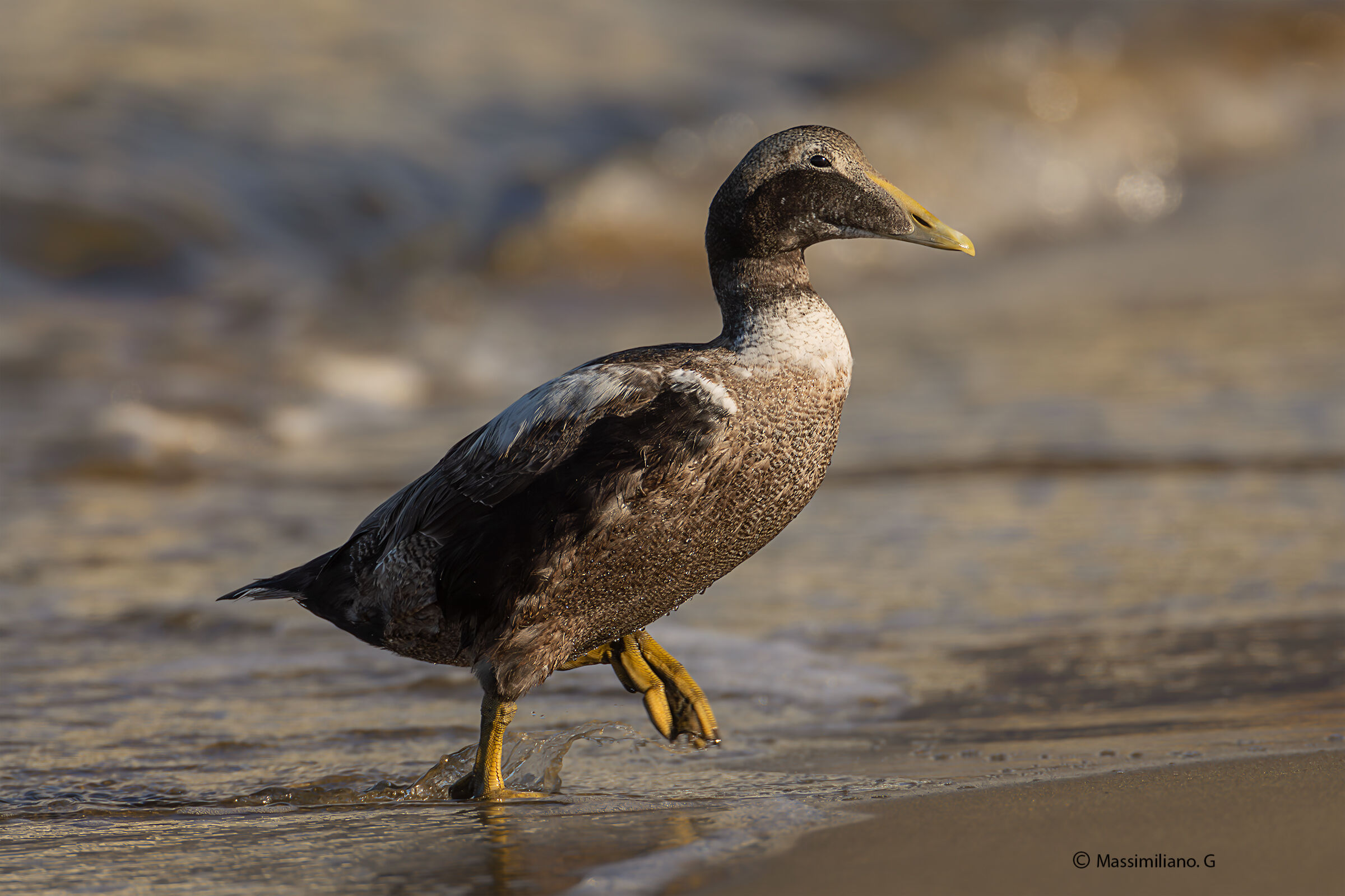 Eider