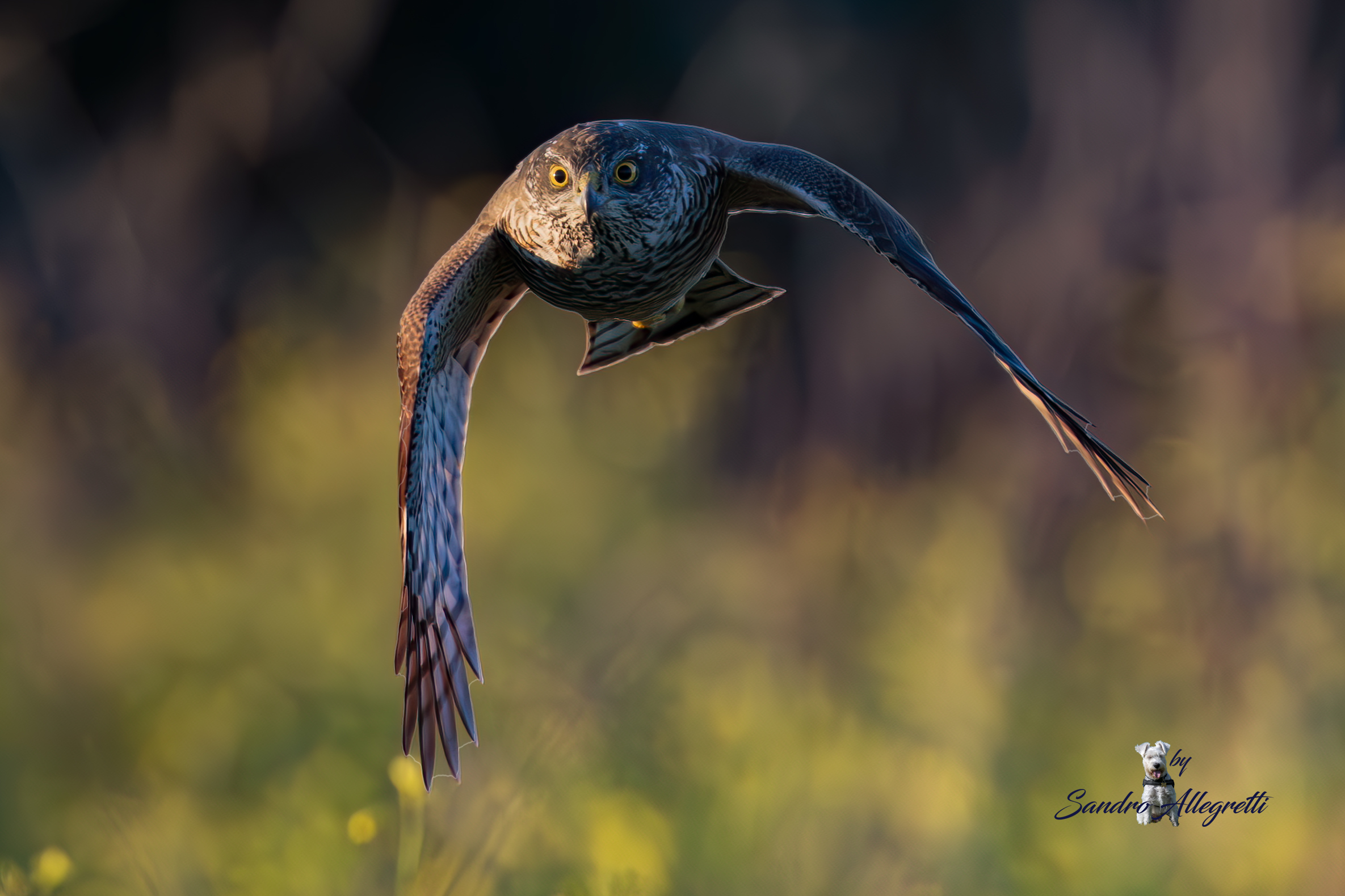 Lo sparviere o sparviero (Accipiter nisus)