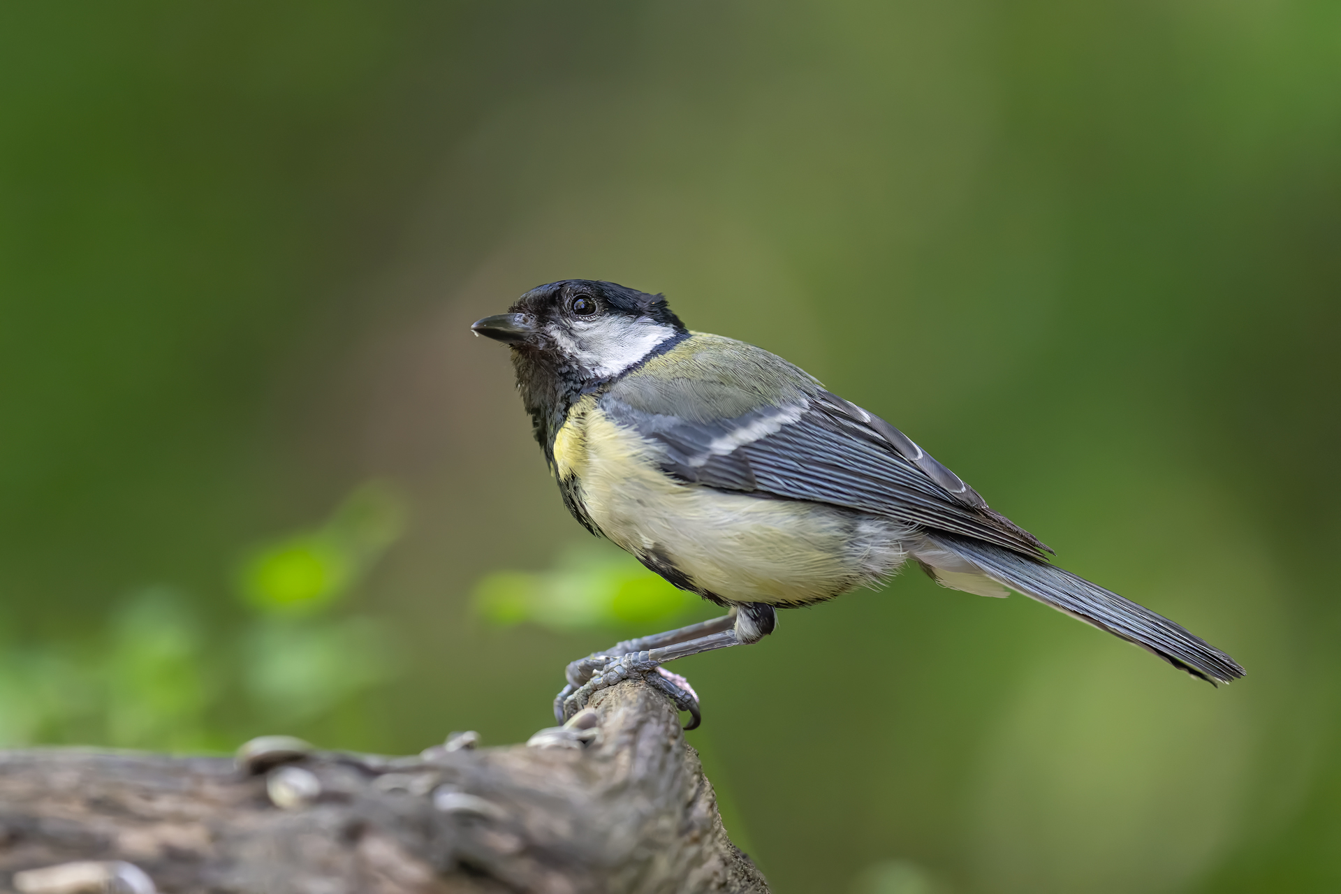 On the perch