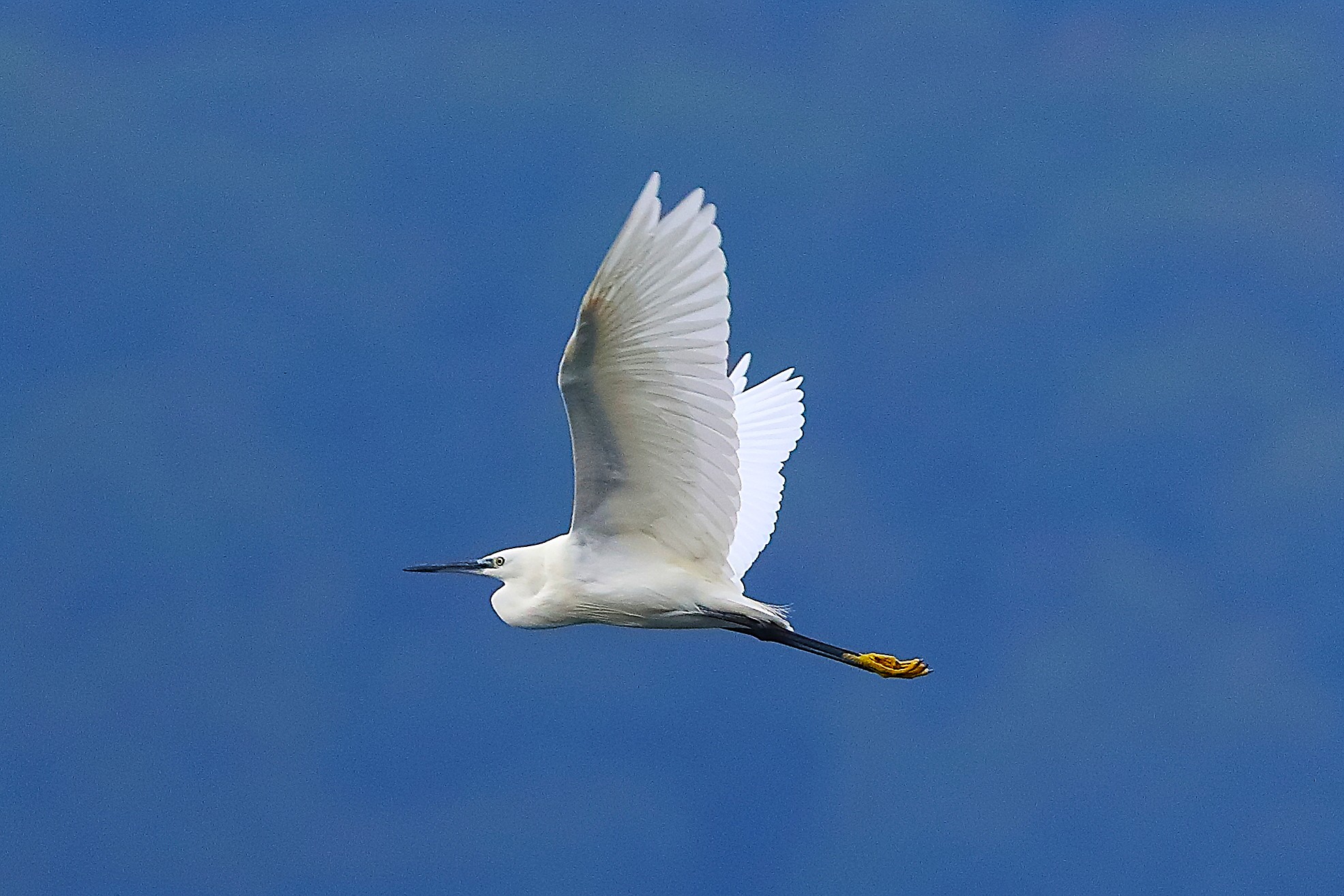 Garzetta ottobre 2024 - 0103