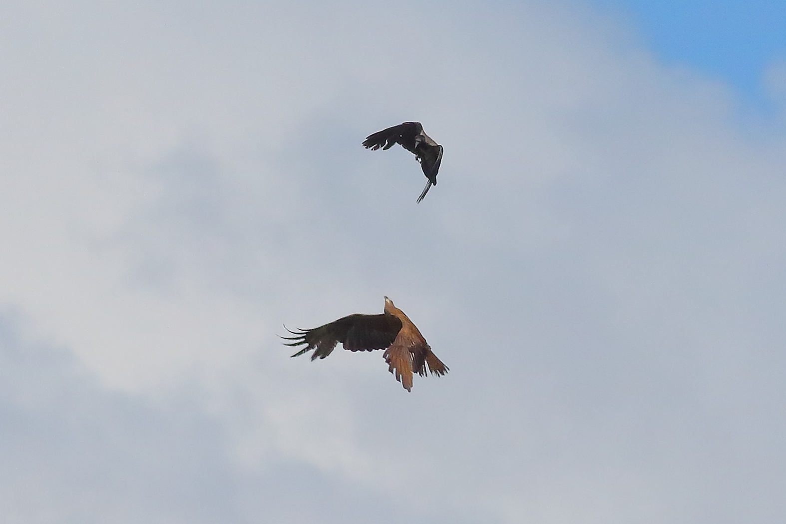 Nibbio bruno 10 giugno 2024 - 9473