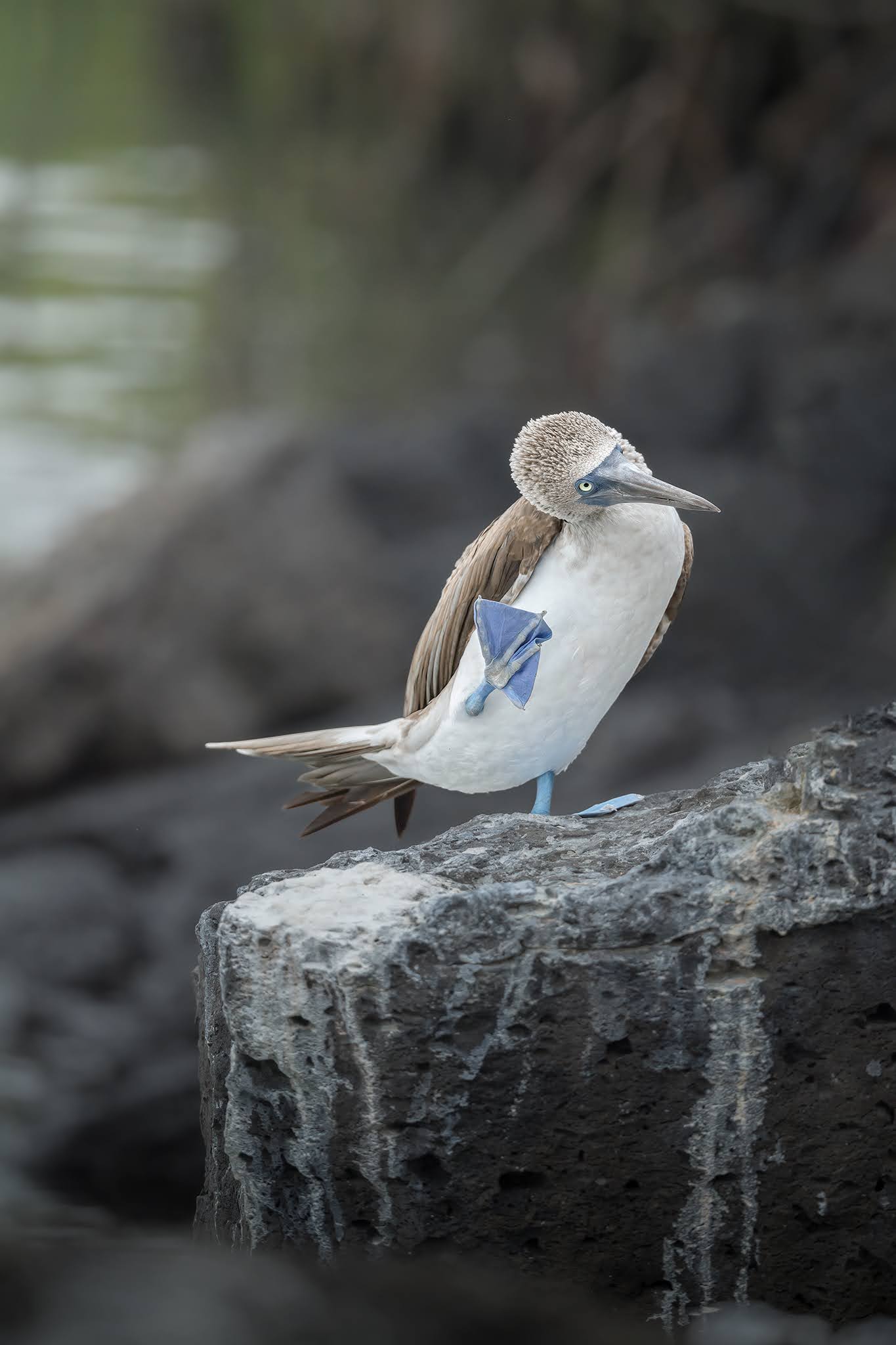 Blue-footed boois