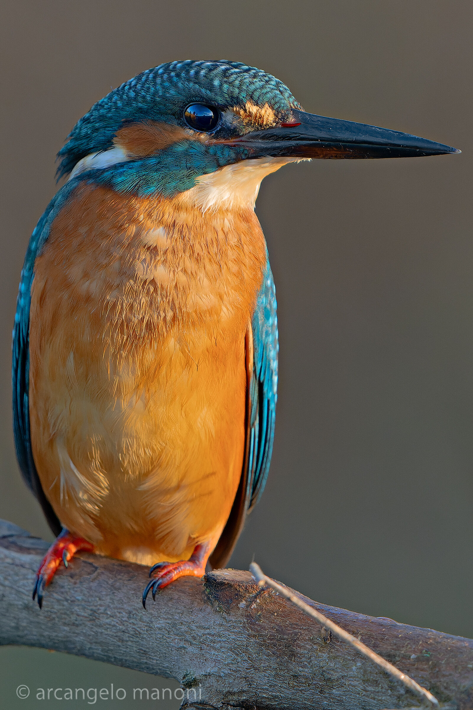 Kingfisher