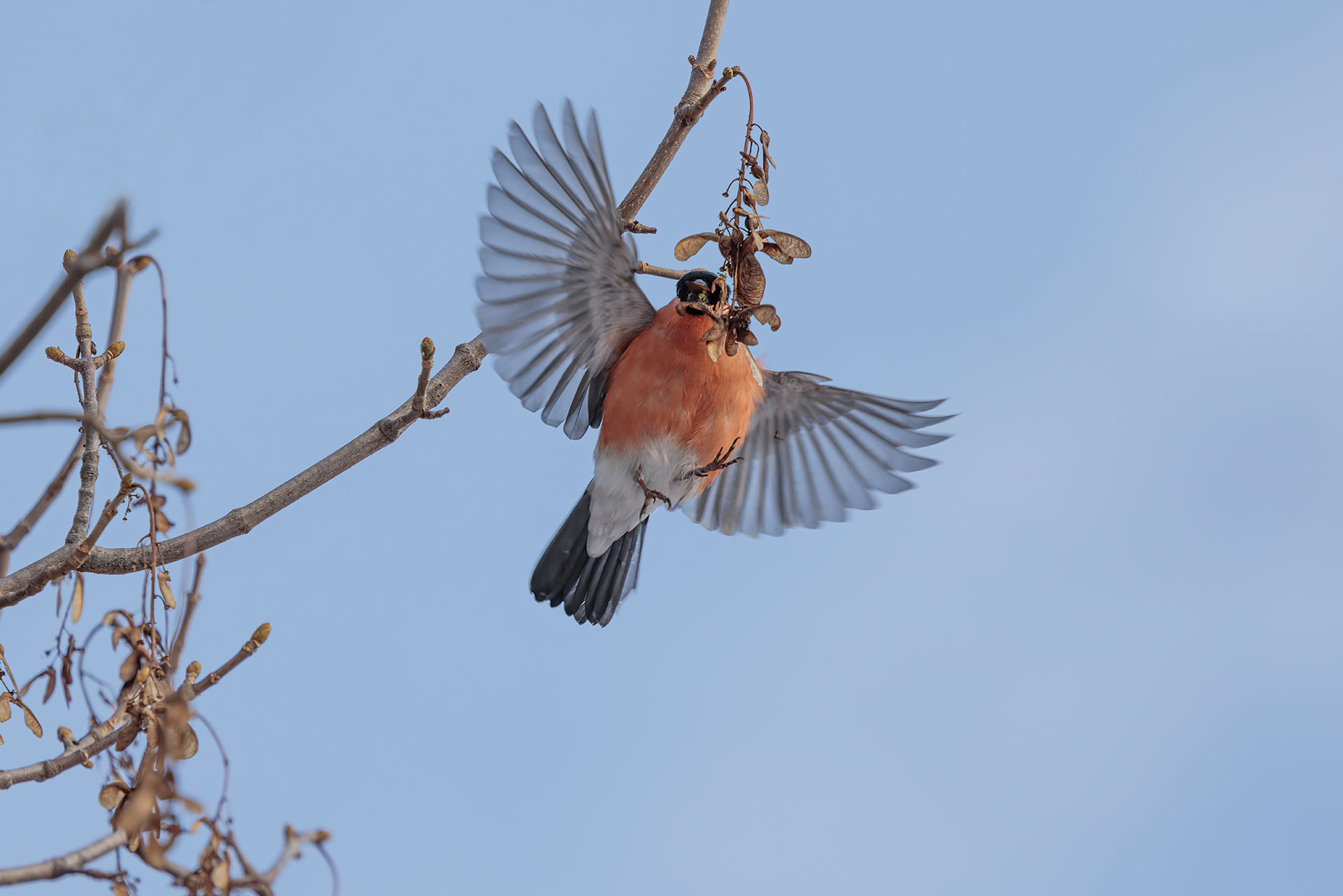 Eurasian bullfinch