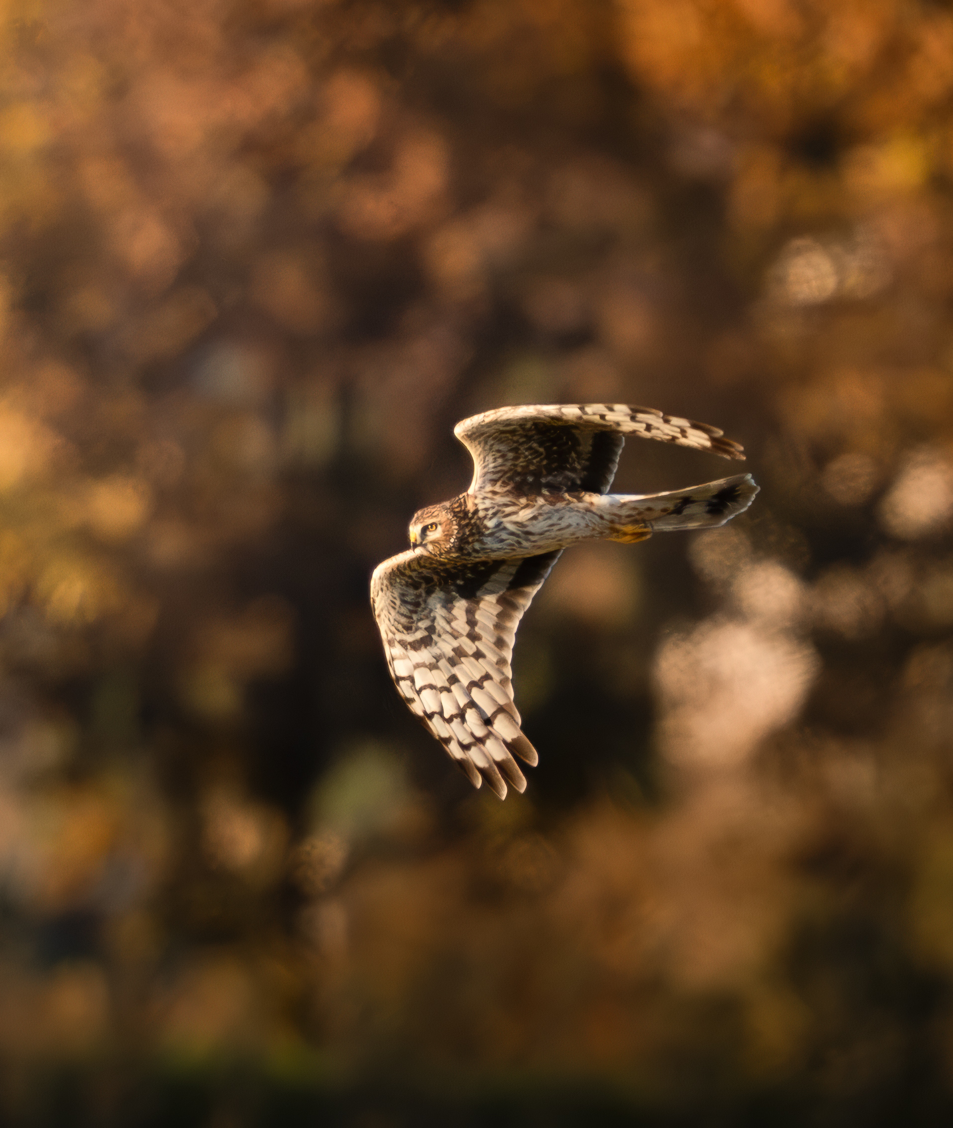 Hen Harrier female at the last light of day