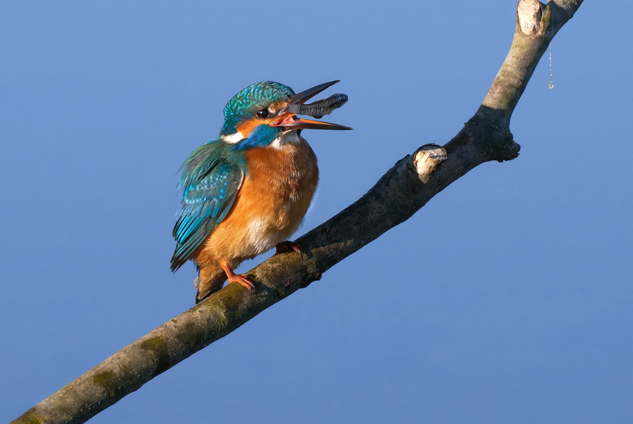 Kingfisher