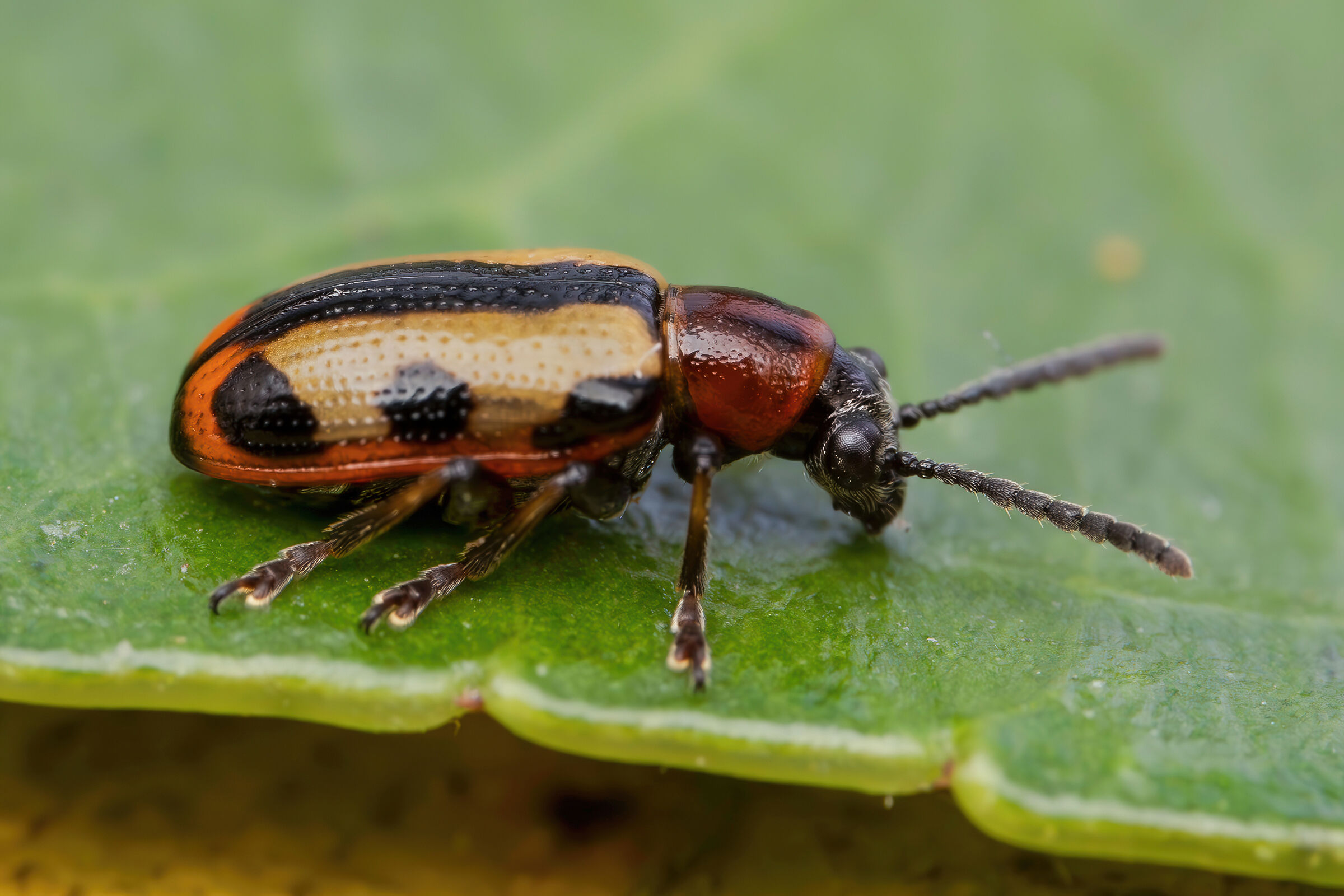 Crioceris paracenthesis