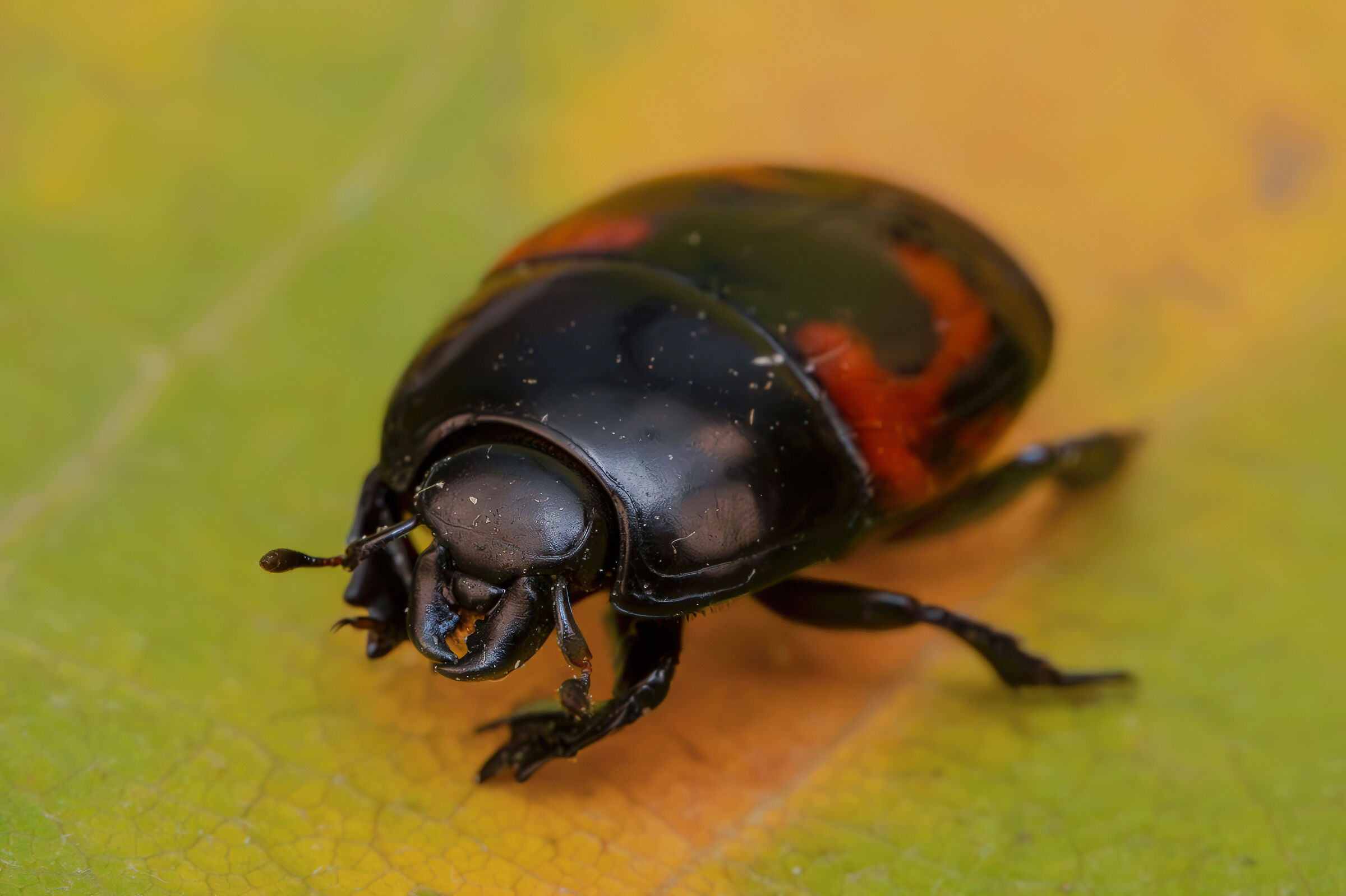 Hister quadrimaculatus