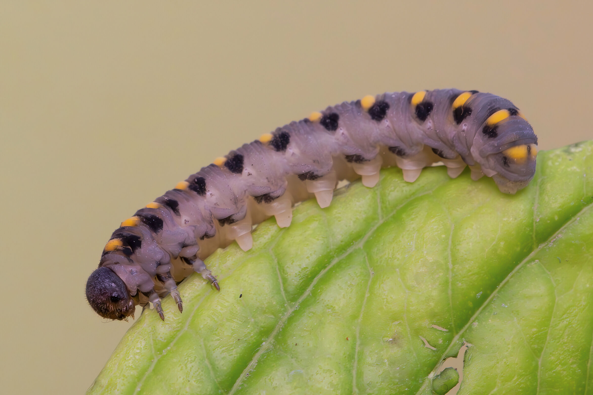It looks like a caterpillar but it is not (larva of Abia ser...