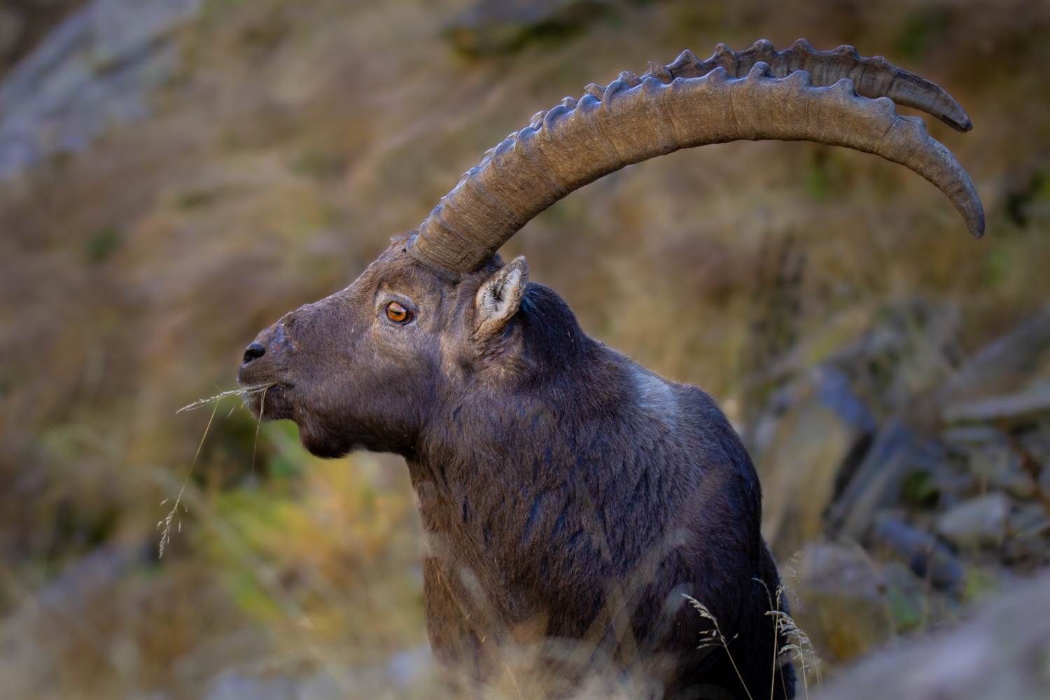Ibex