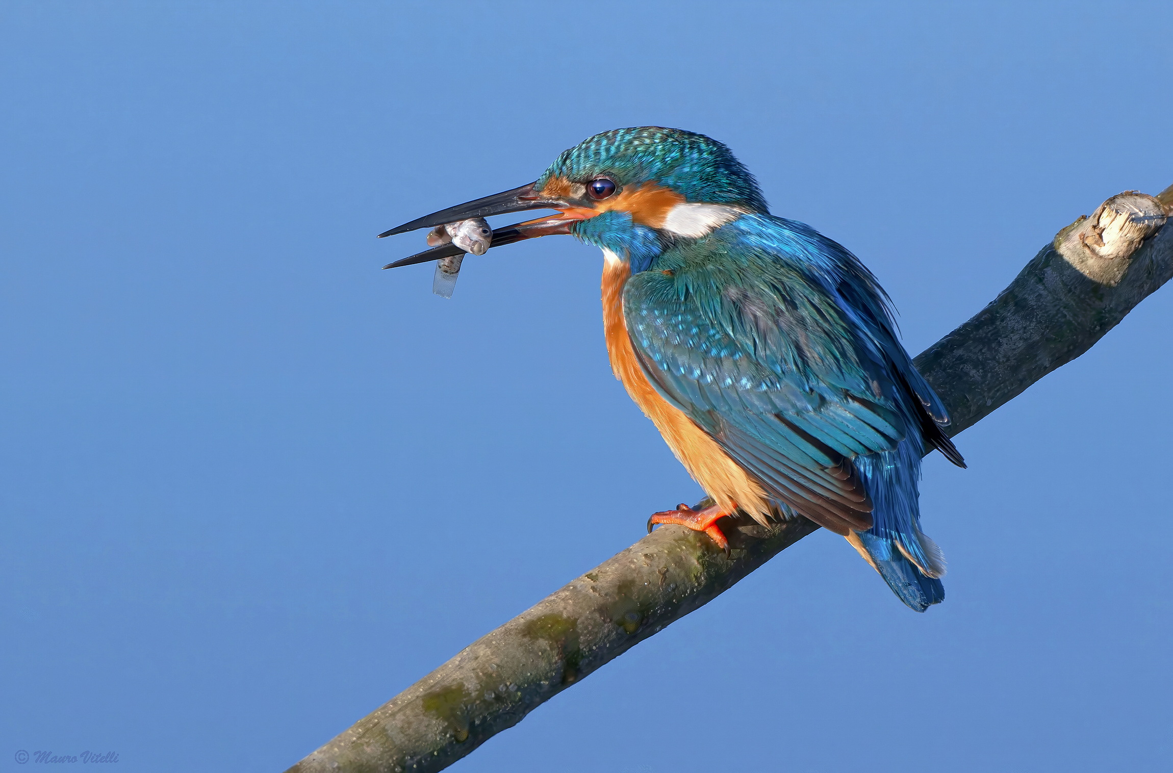 Kingfisher