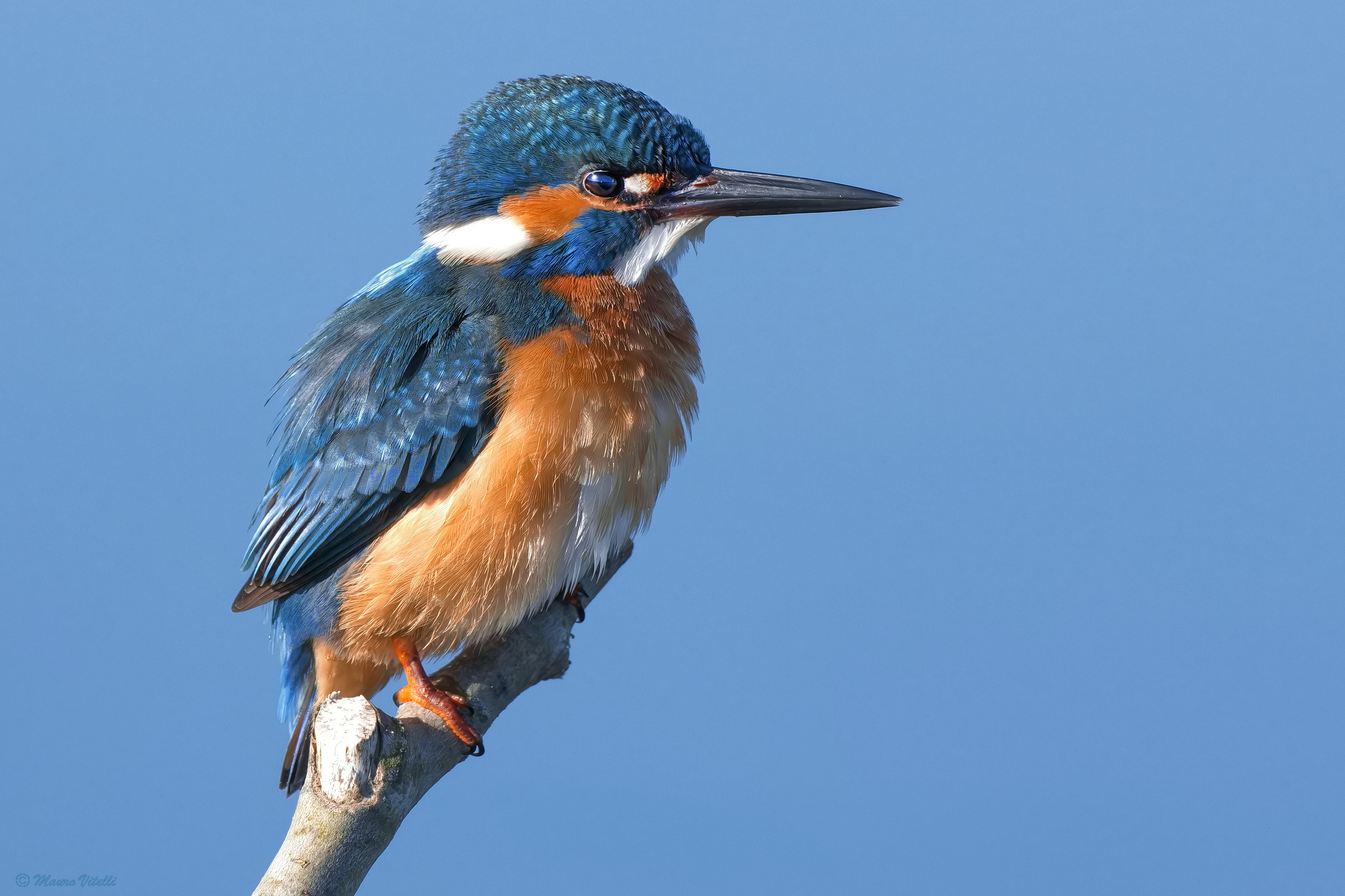 Kingfisher