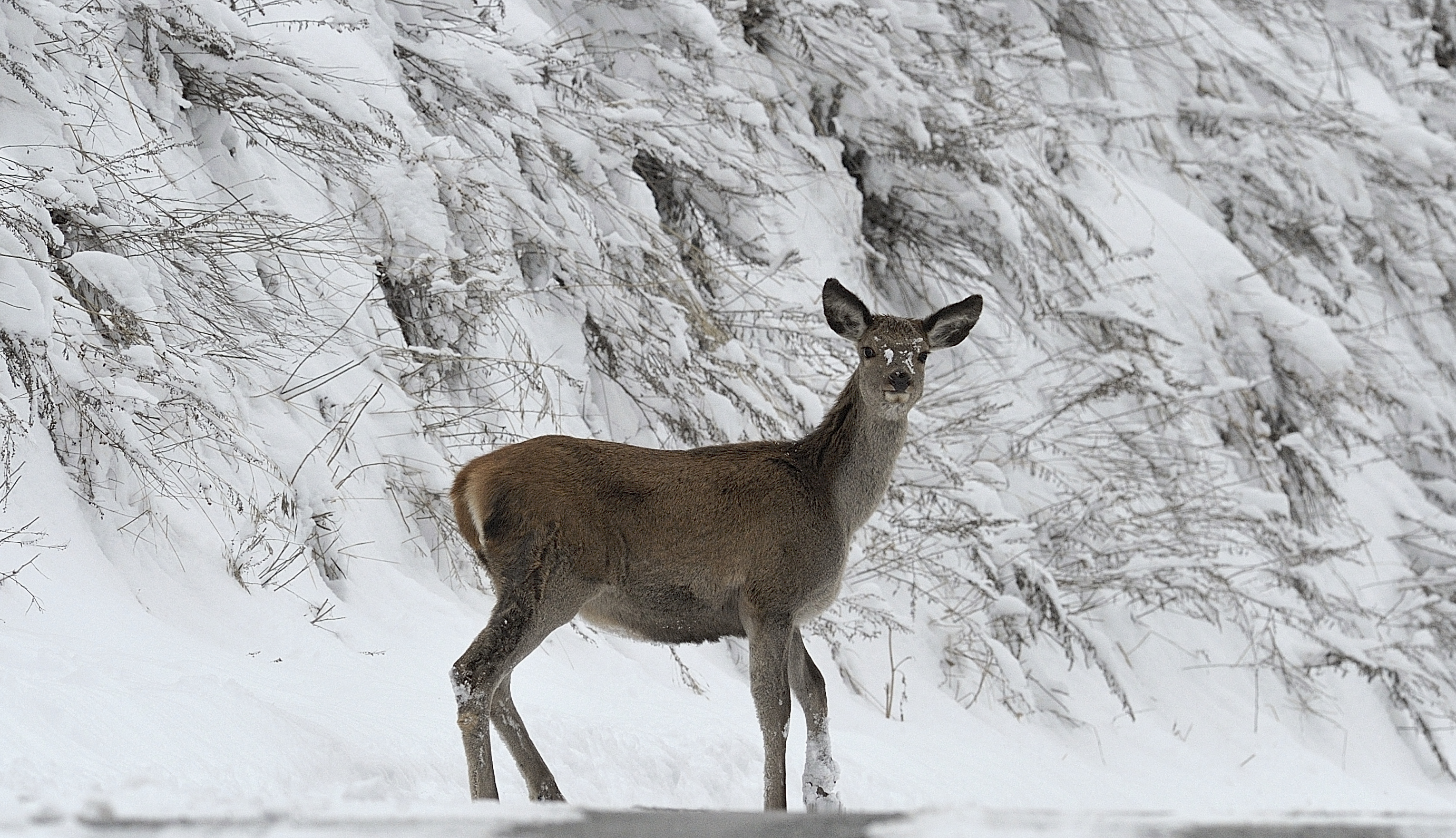 young deer that addresses the first winter