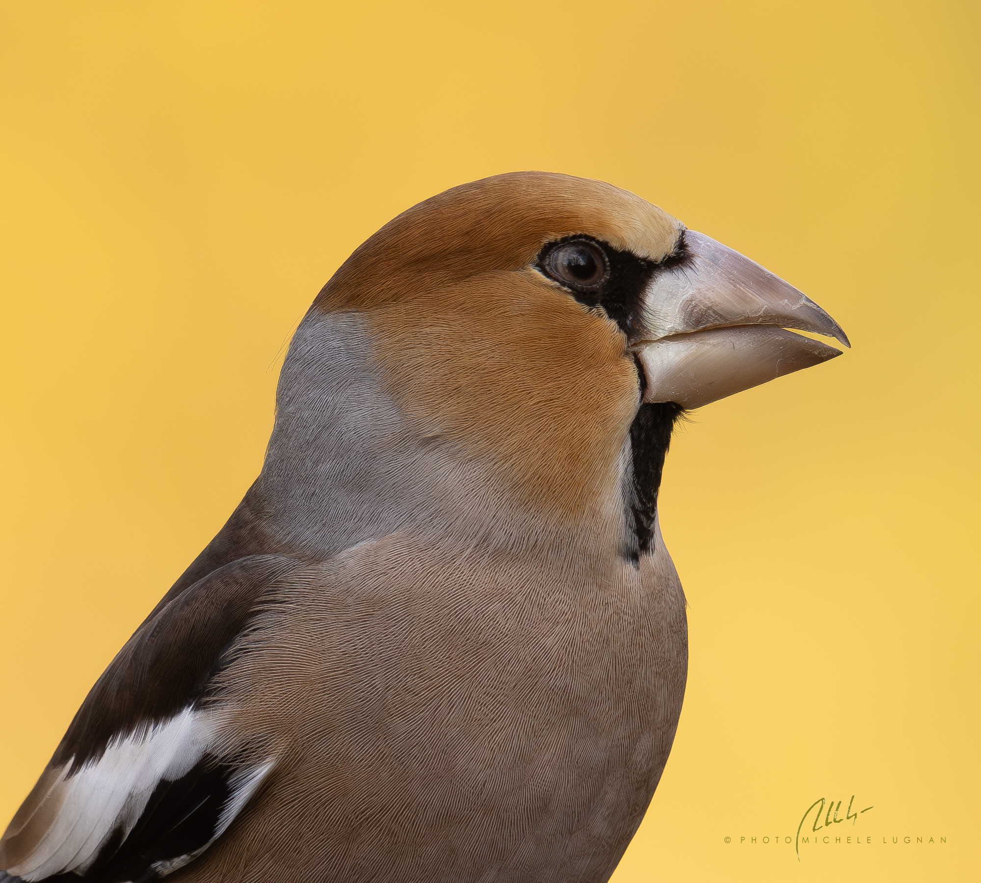 hawfinch