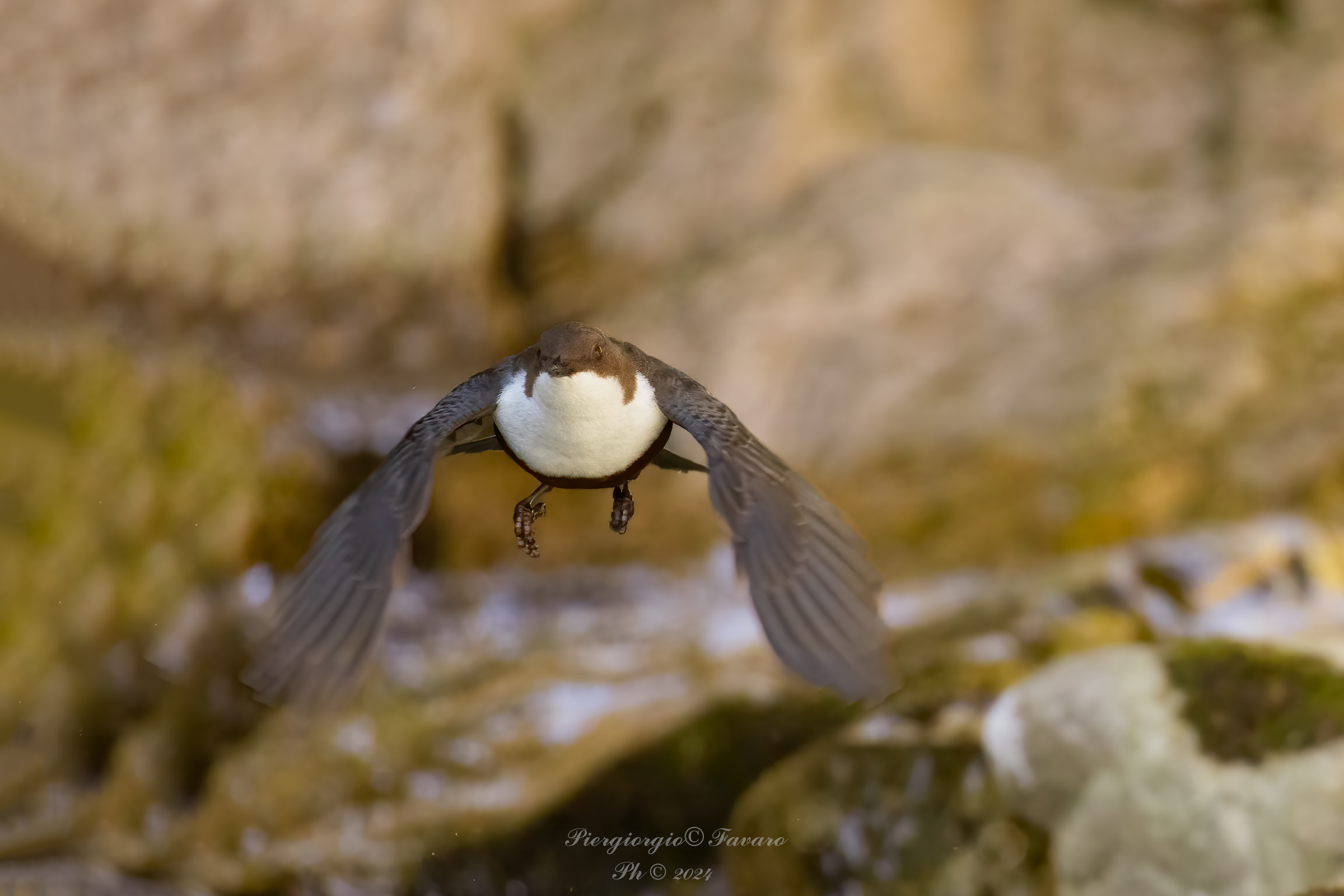White-throated dipper