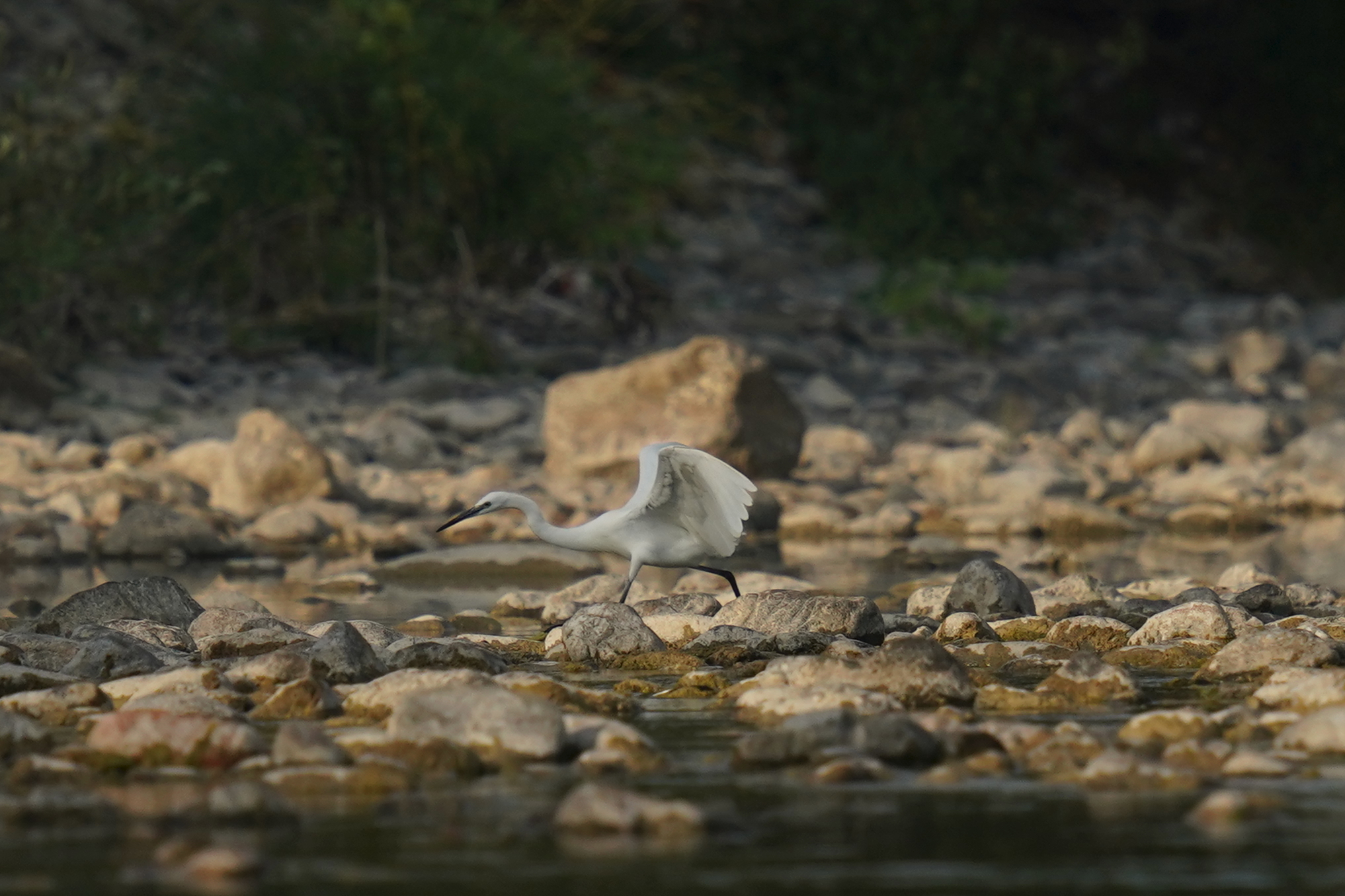 Little Egret River Magra