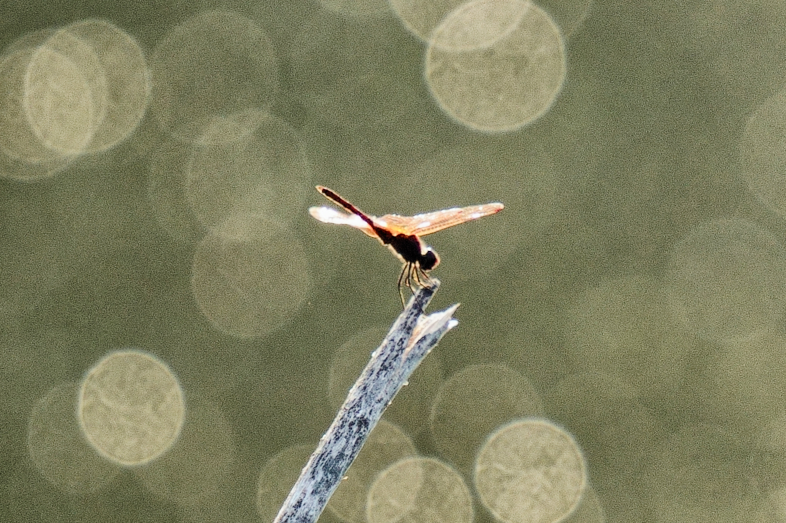 Libellula Magra River