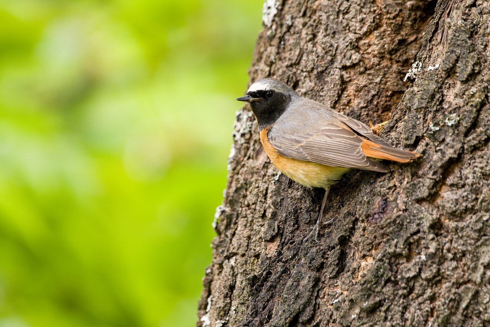 Phoenicurus phoenicurus
