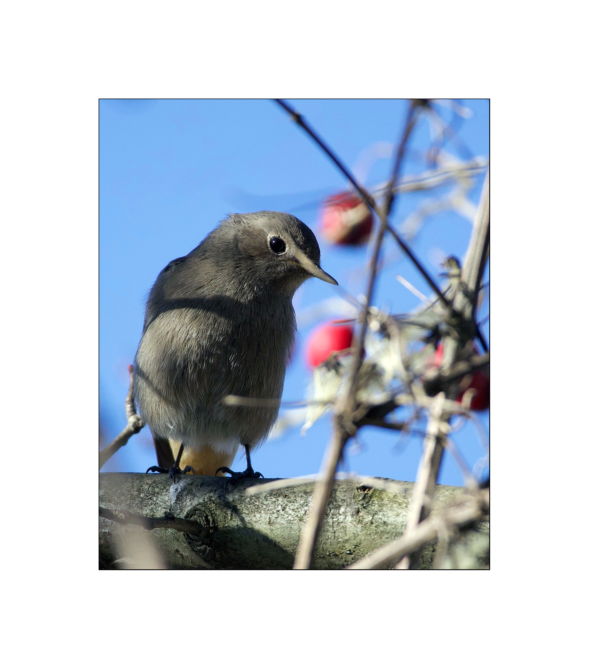 Female Redstart