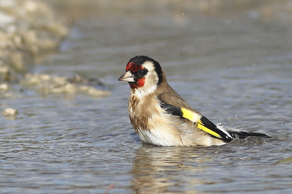 Goldfinch