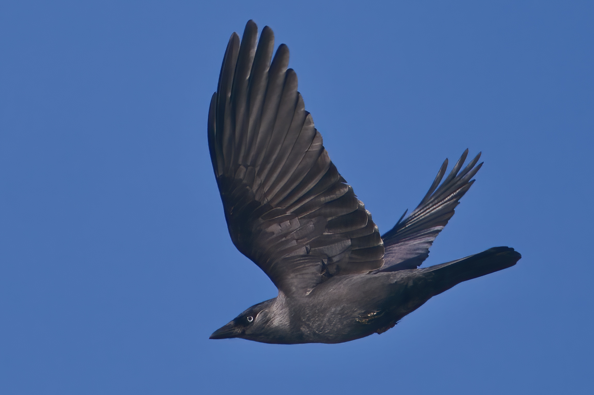 Il corvo dagli occhi azzurri
