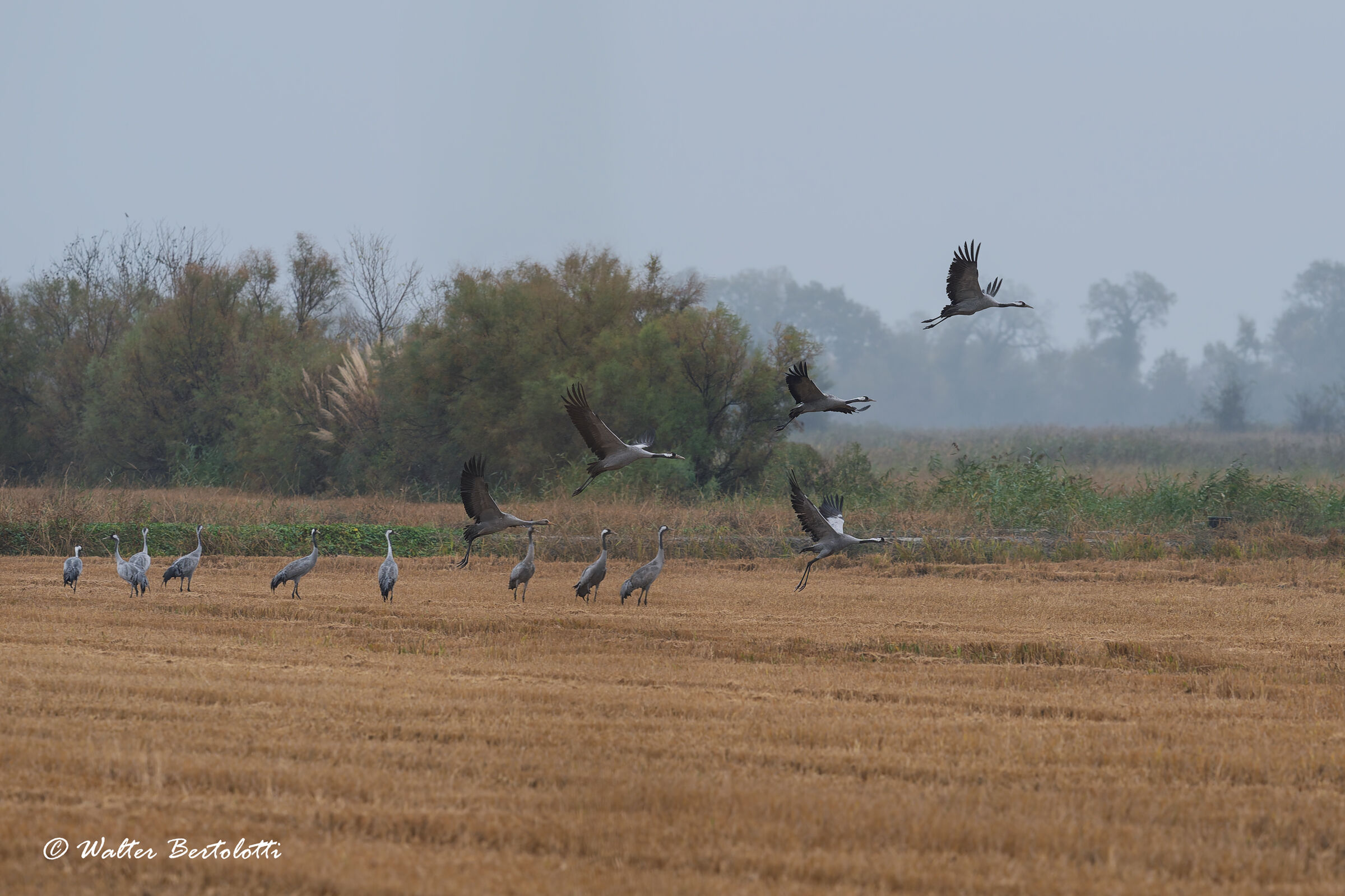 Grey cranes in the rain