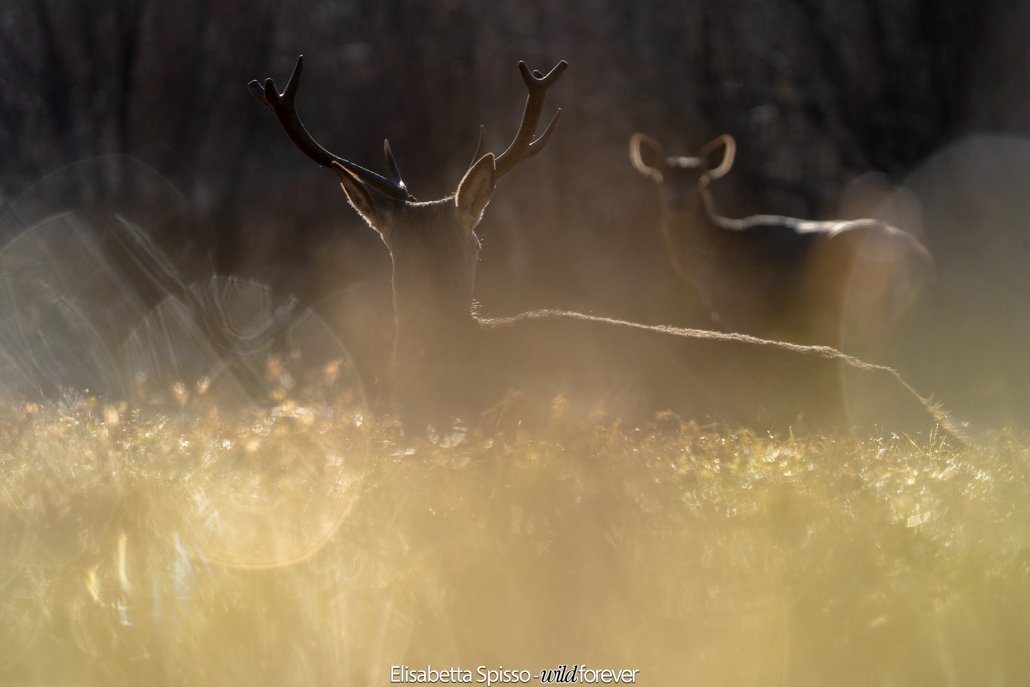 Between light and shadow: the magic of the forest at dawn