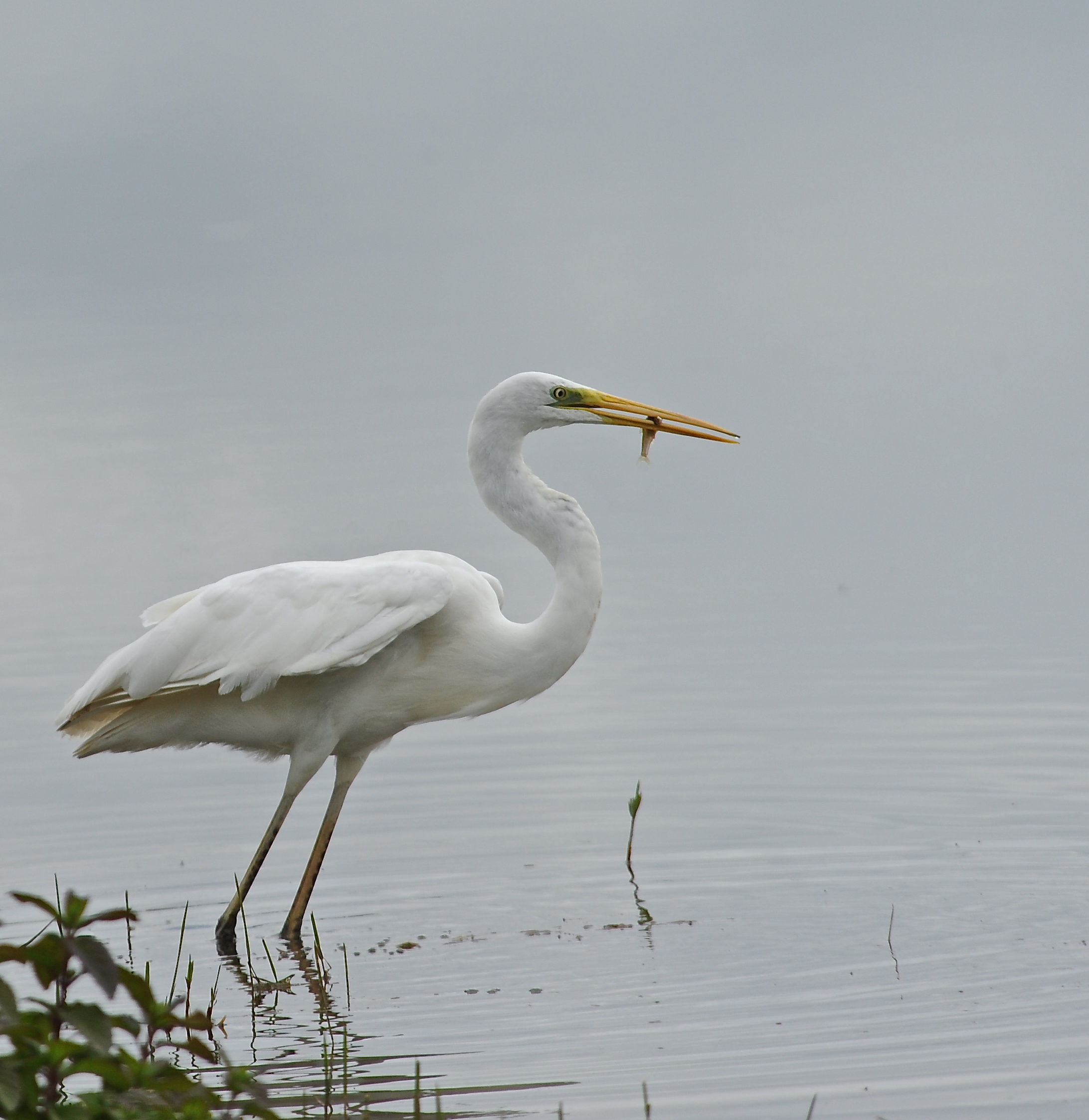 Airone bianco maggiore