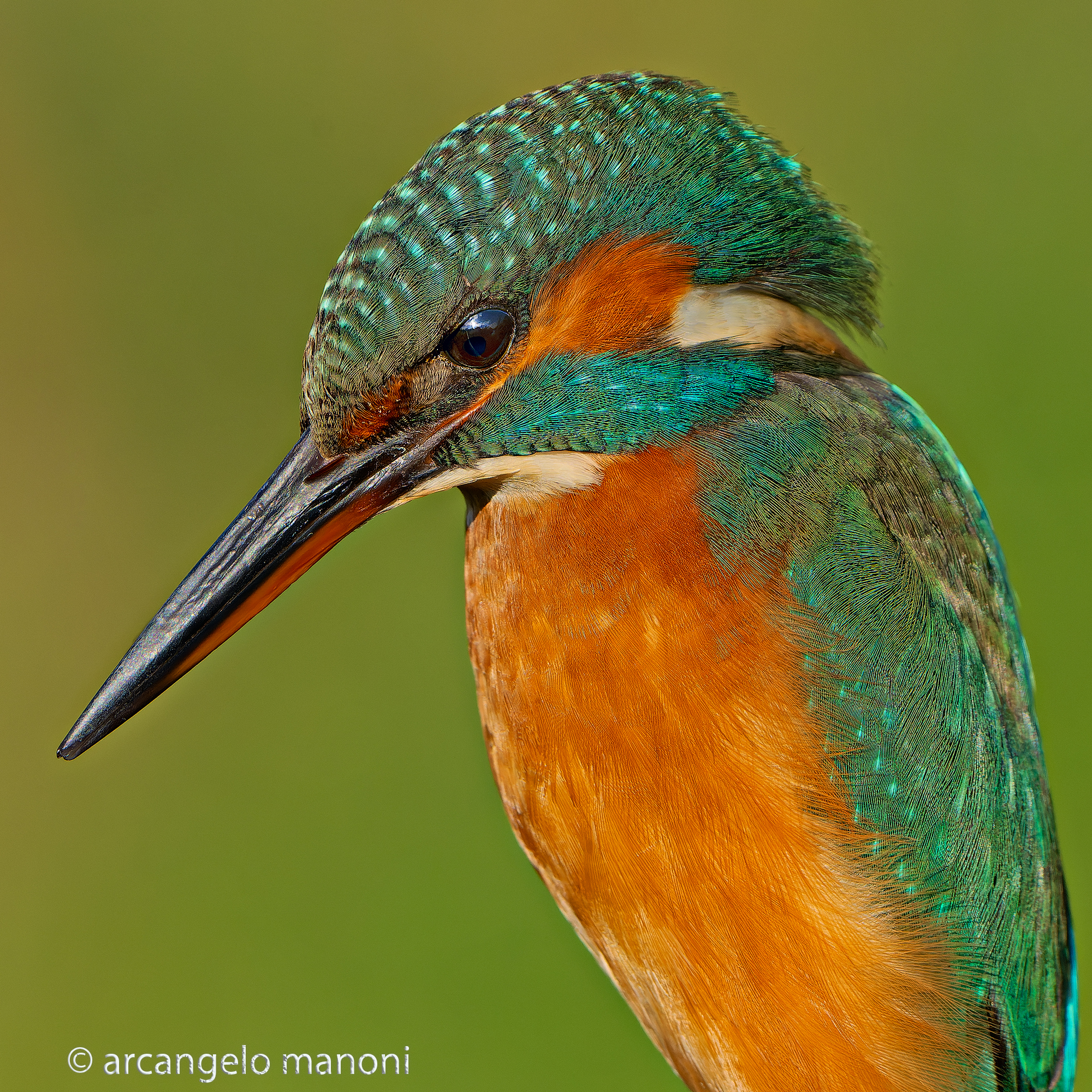 I was looking for a square image of the martin