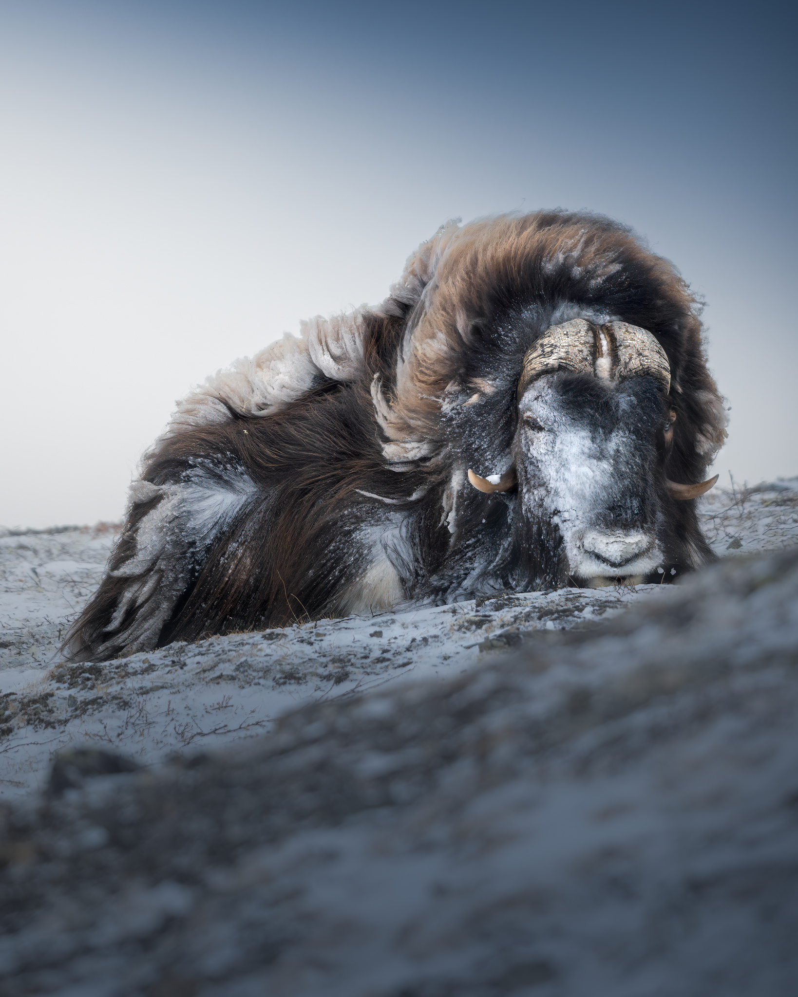 The frozen musk ox