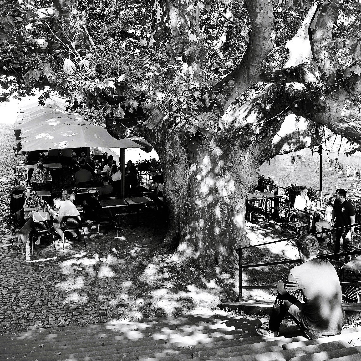... under the centuries-old plane tree