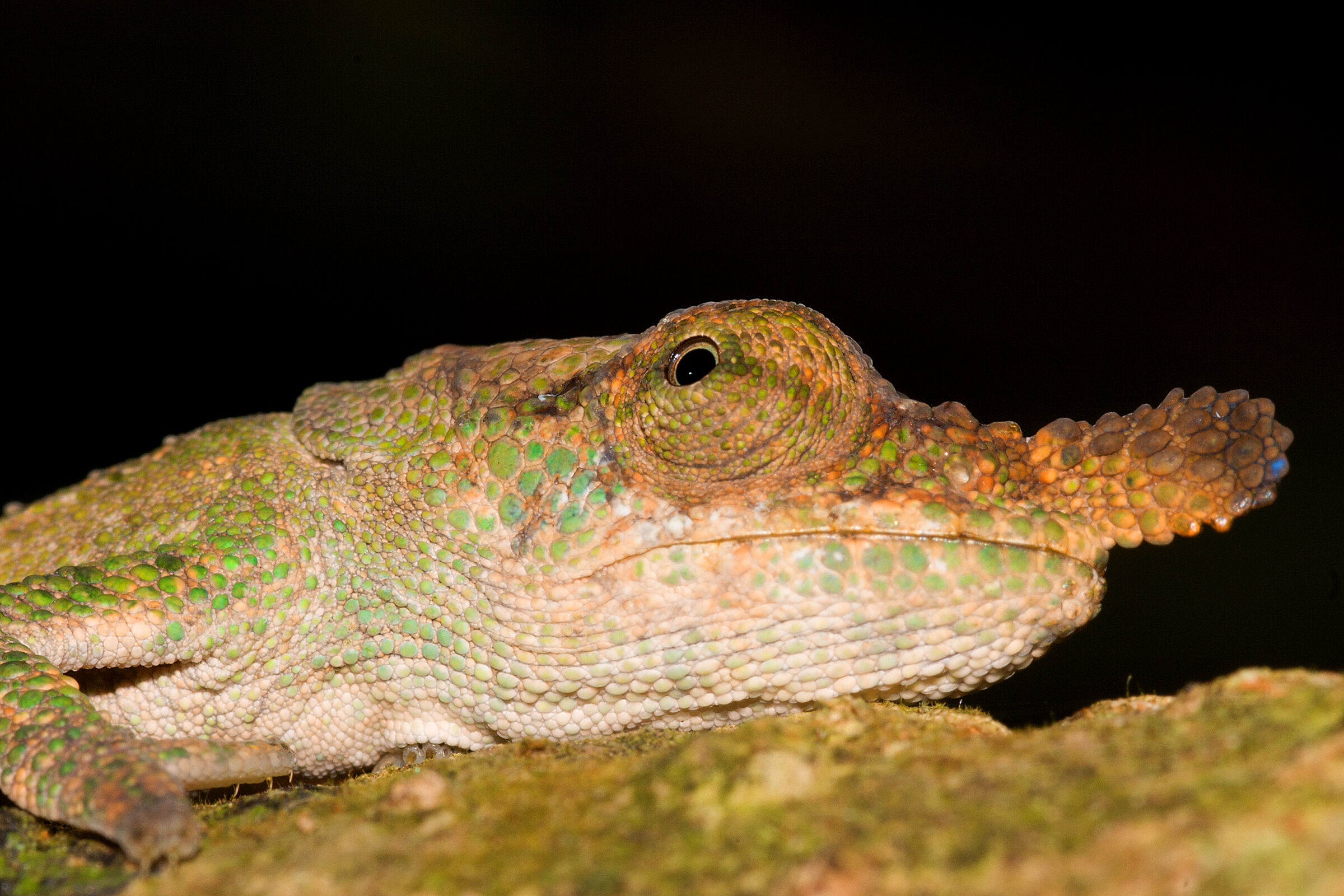 Blue-nosed chameleon - Madagascar