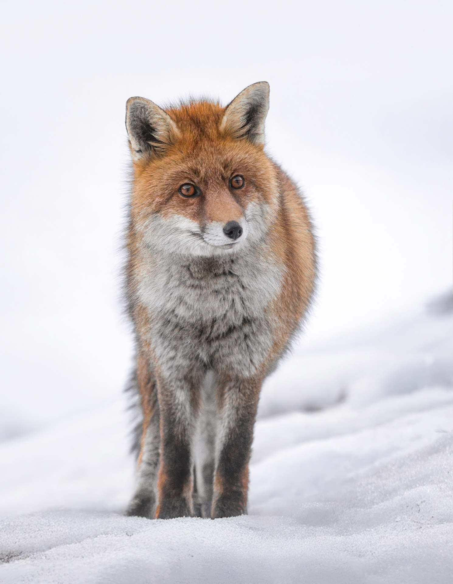 Volpe rossa (Vulpes vulpes)