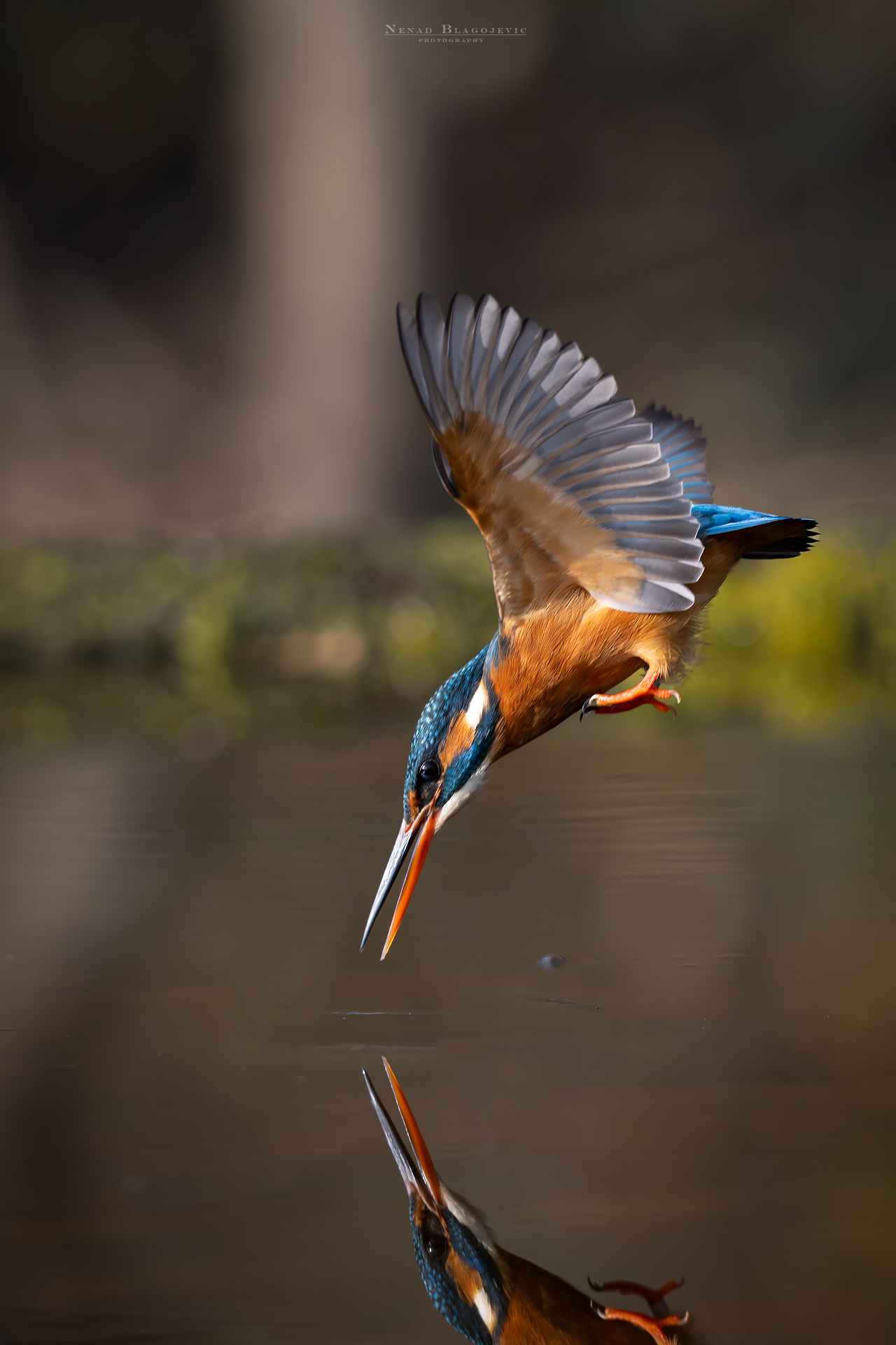 The dive