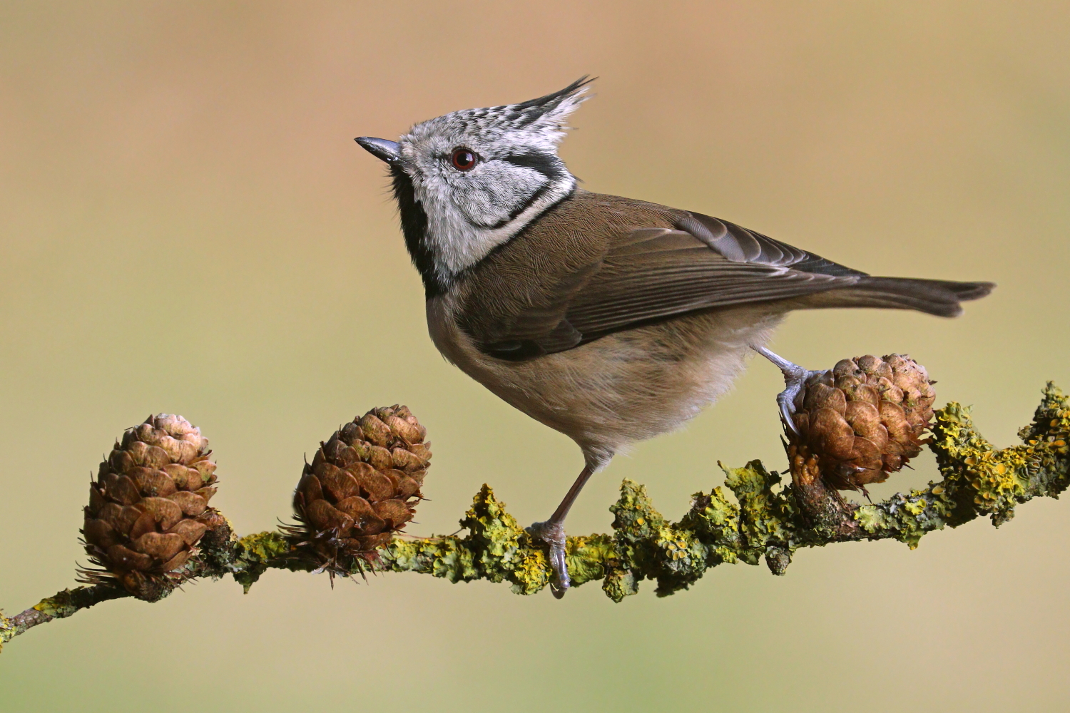 Tufted