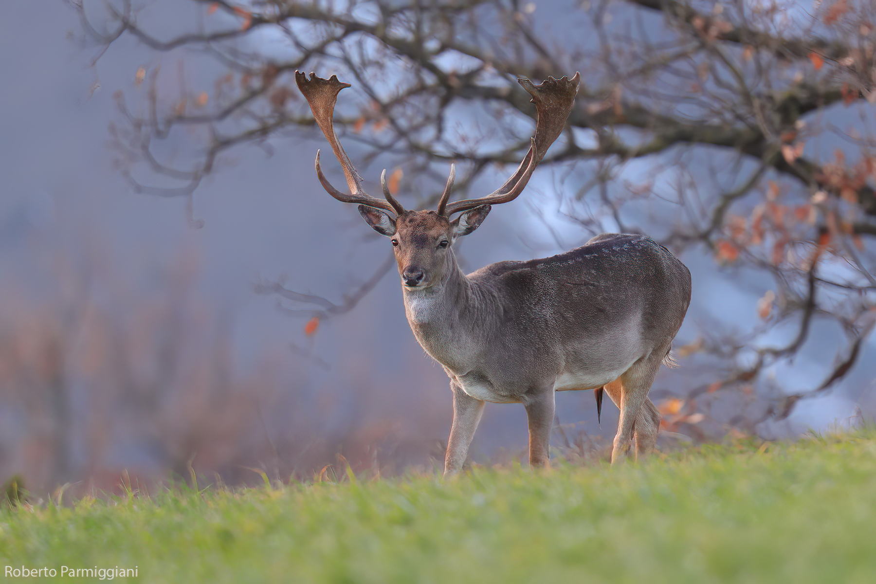 Autumn composition with Fallow Deer