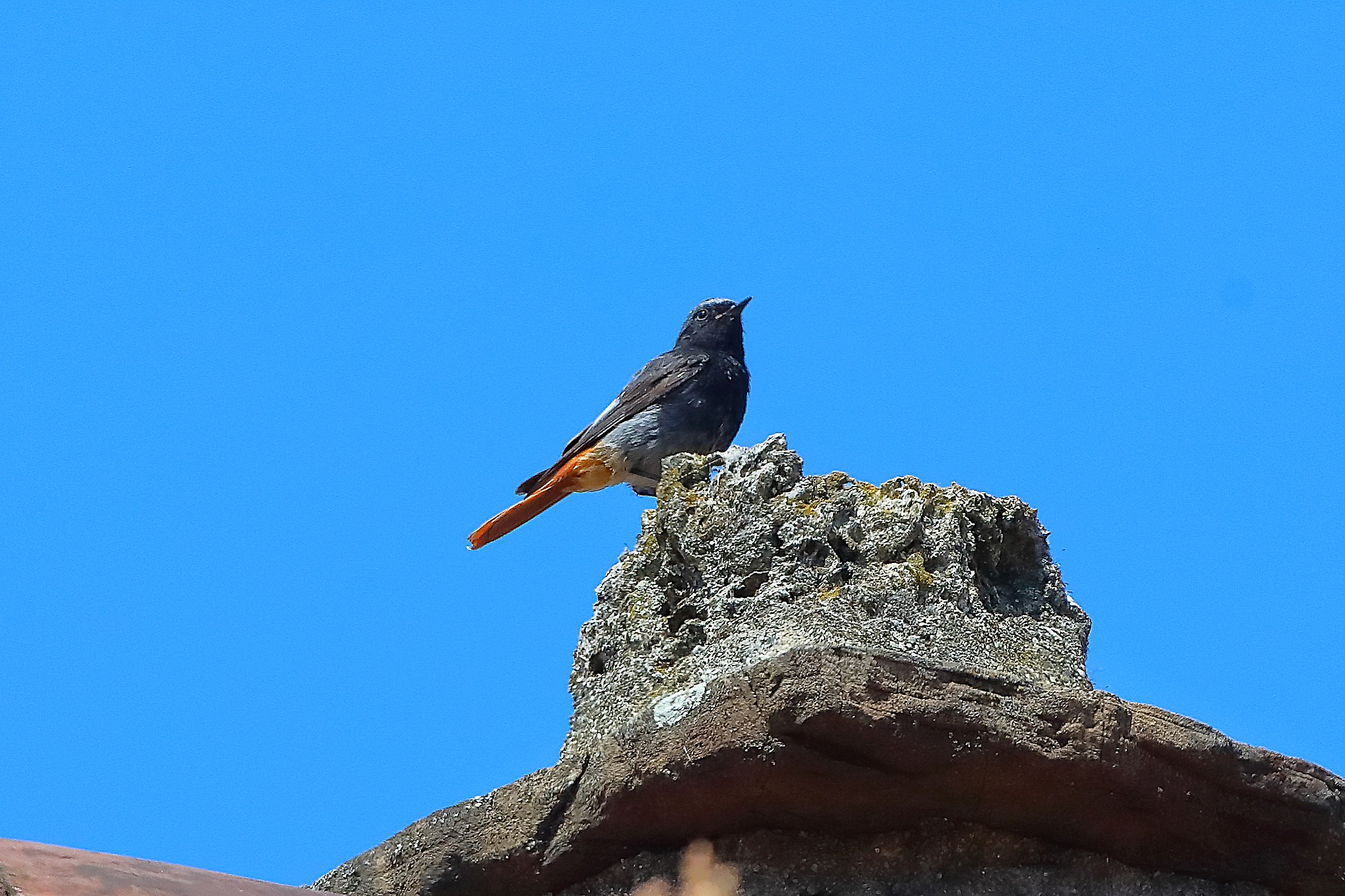 Codirosso S M 20 luglio 2024 - 0029