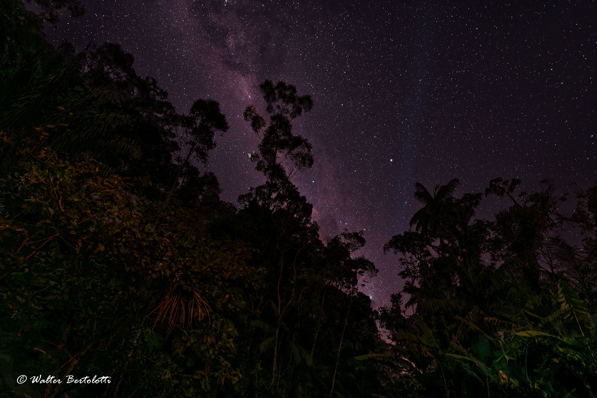 the night on the Mata Atlantica