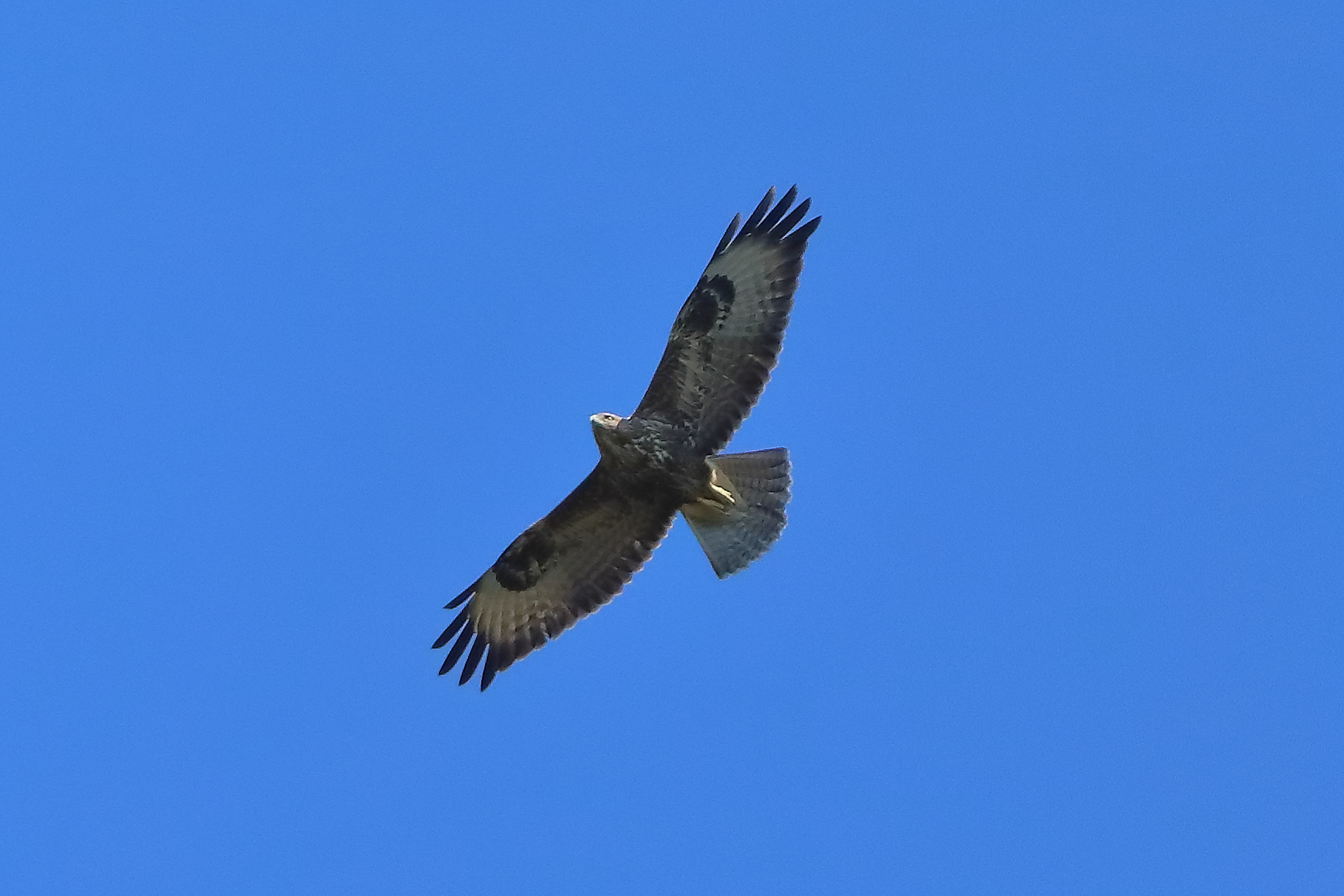 Poiana 03 agosto 2024 - 0074